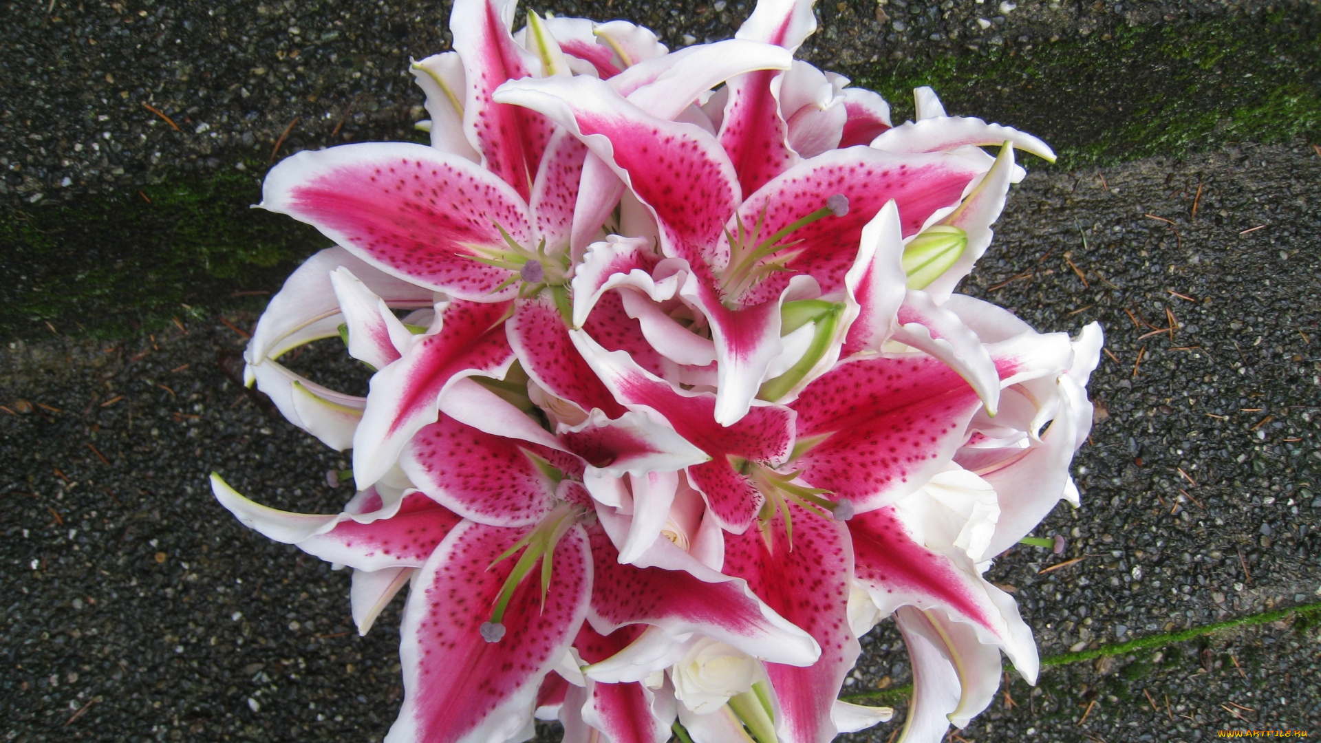 цветы, букеты, , композиции, лилии