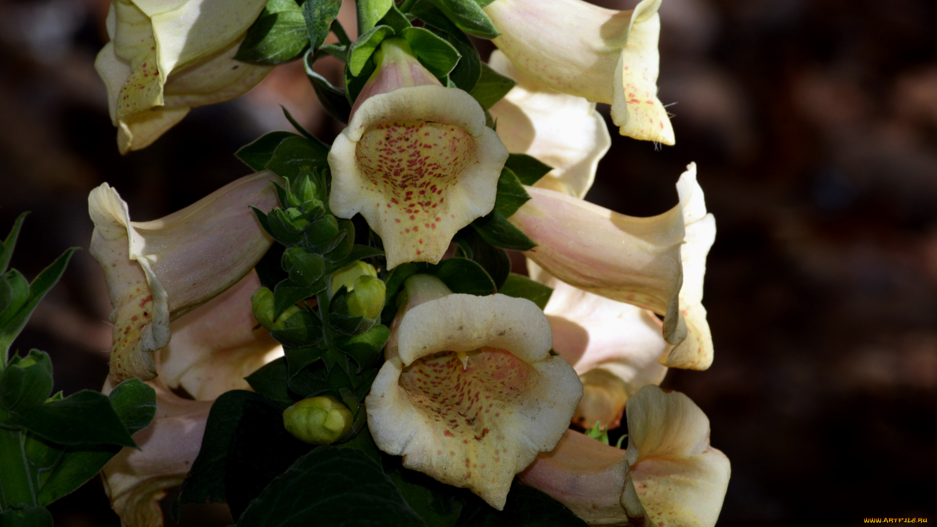 цветы, дигиталис, , наперстянка, макро