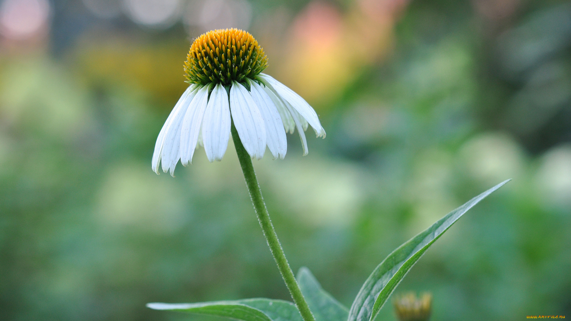 цветы, эхинацея, белый