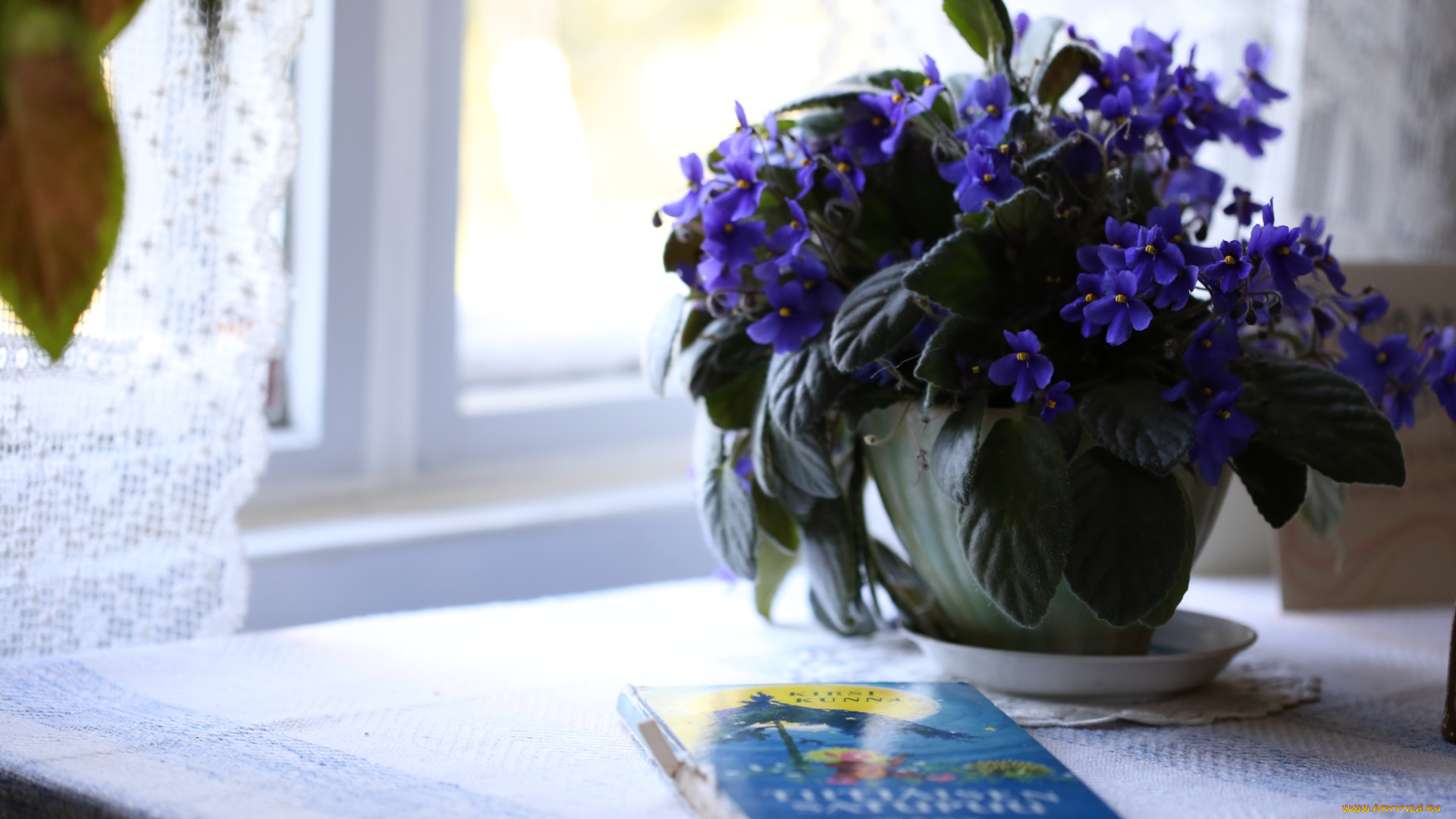 цветы, фиалки, фиалка