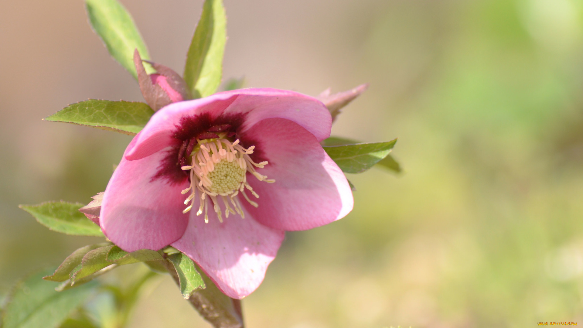 цветы, геллеборус, , морозник