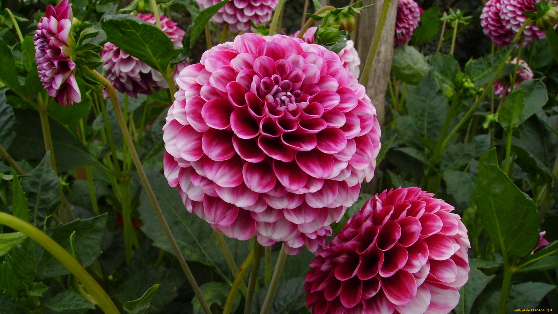 цветы, георгины, георгин, розовый