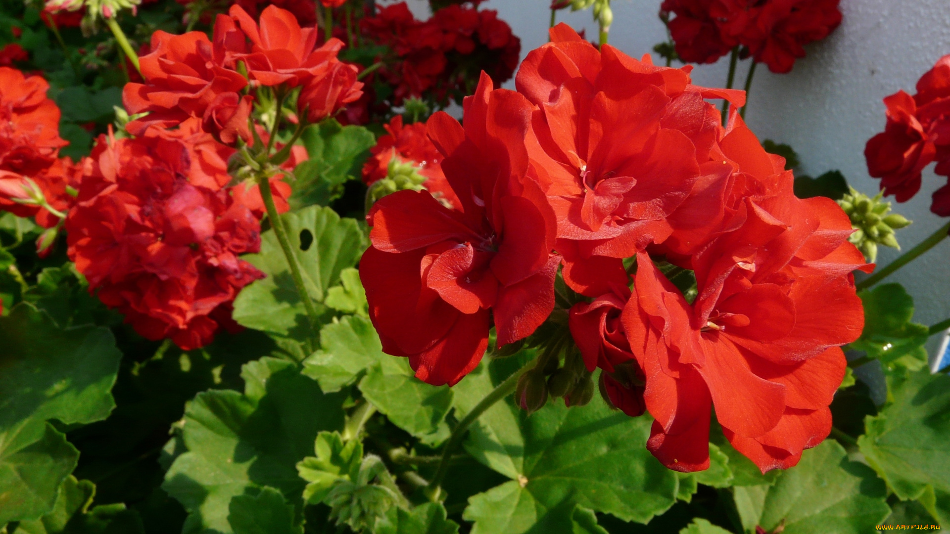 цветы, герань