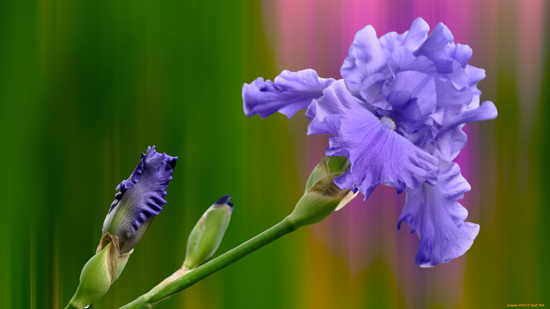 цветы, ирисы, касатик