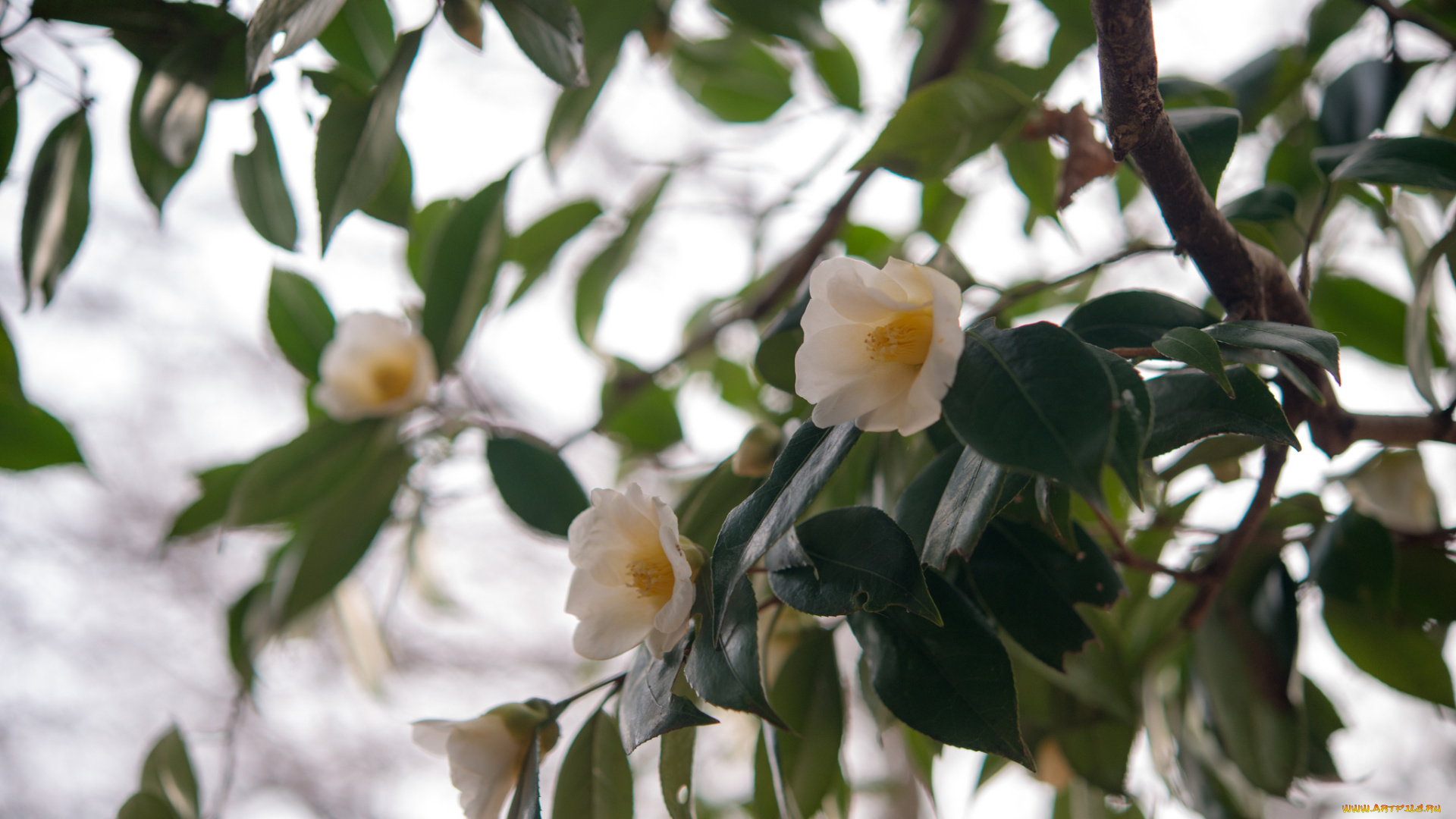цветы, камелии, дерево