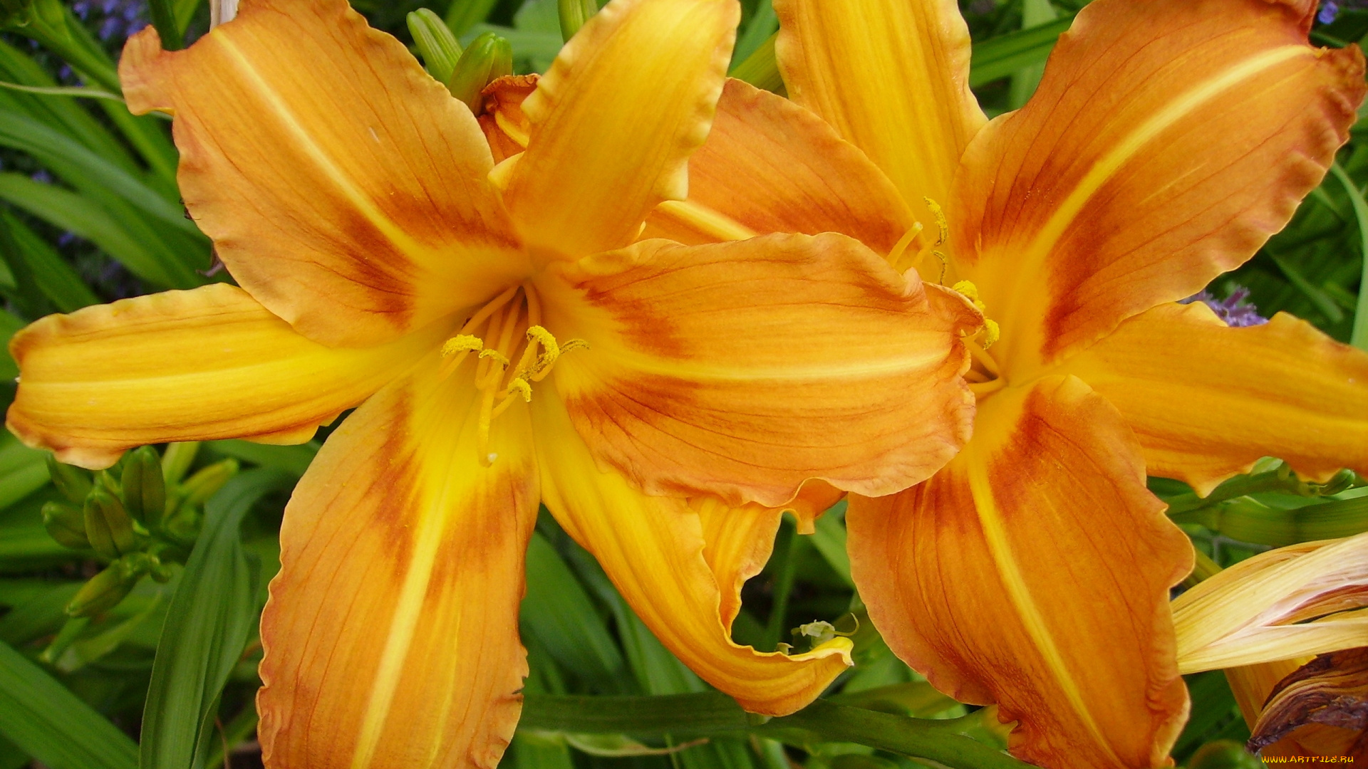 цветы, лилии, , лилейники, лилия