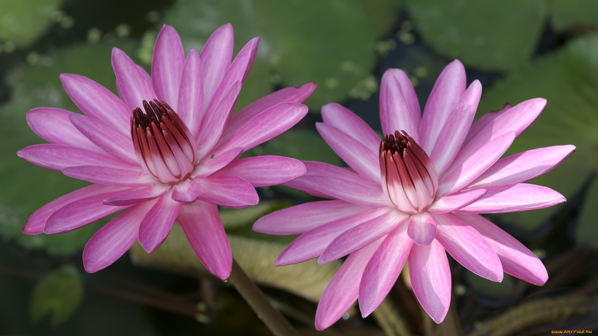 цветы, лилии, водяные, , нимфеи, , кувшинки, лилии, водяные, нимфеи, кувшинки