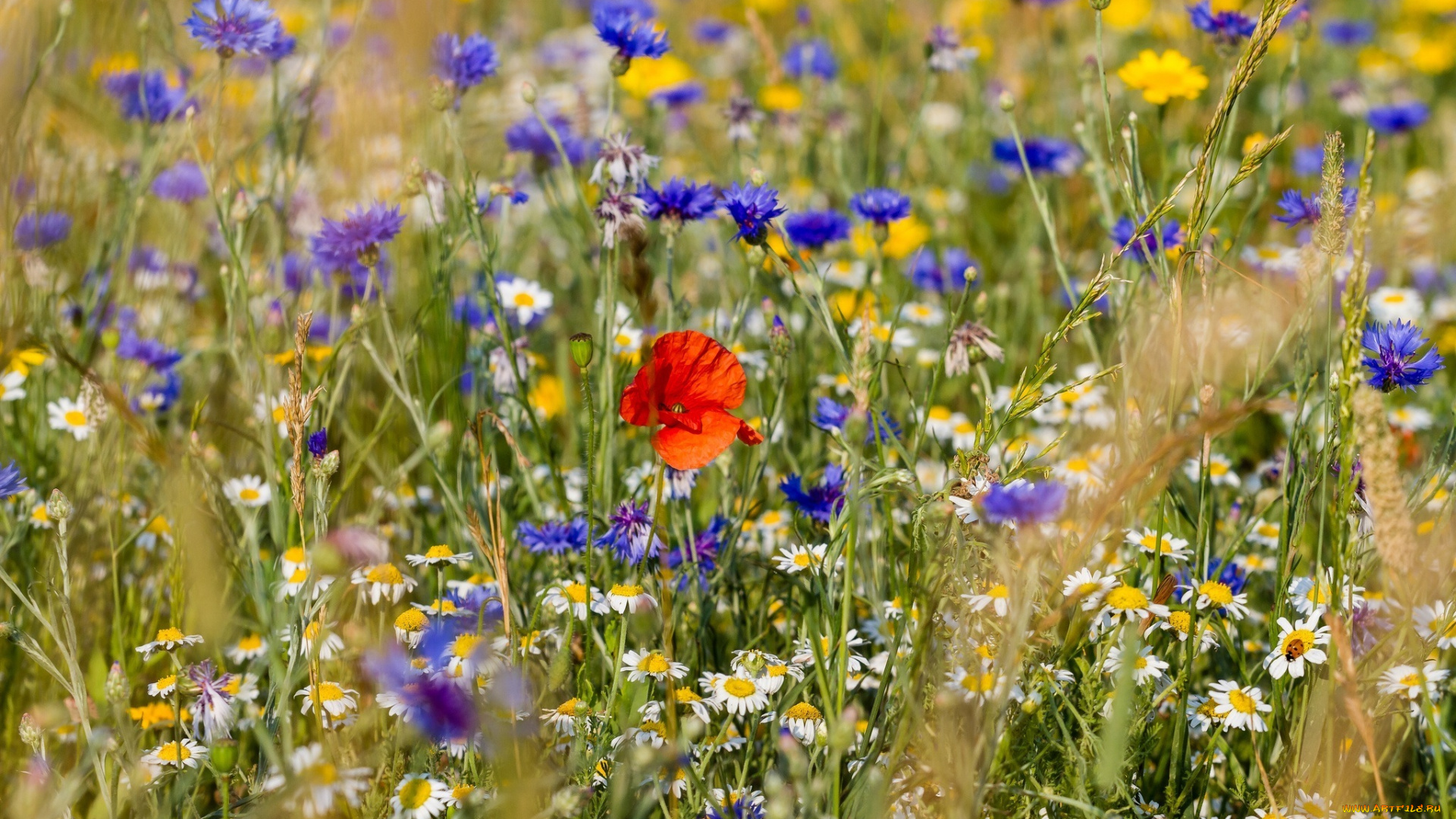 цветы, луговые, , полевые, , цветы, лето, колоски, ромашки, мак, луг