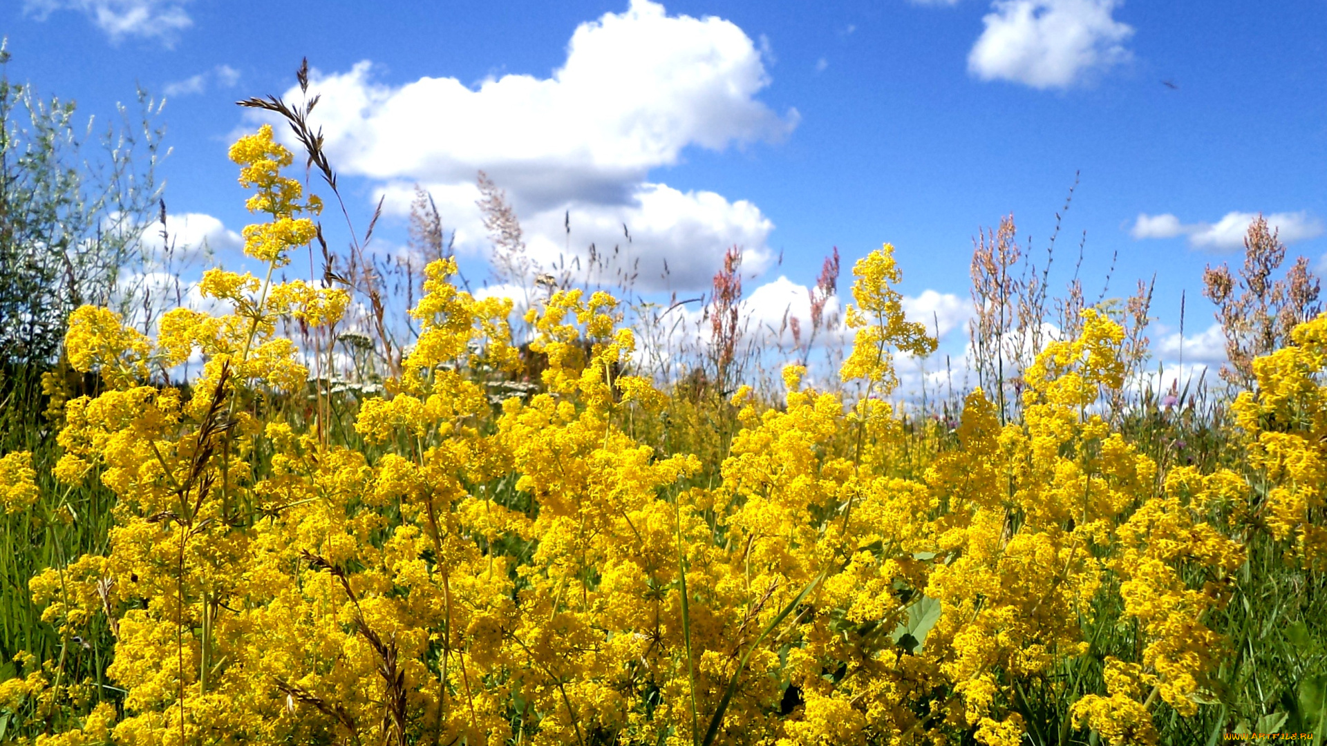 цветы, луговые, , полевые, , цветы, лето, желтый, поле