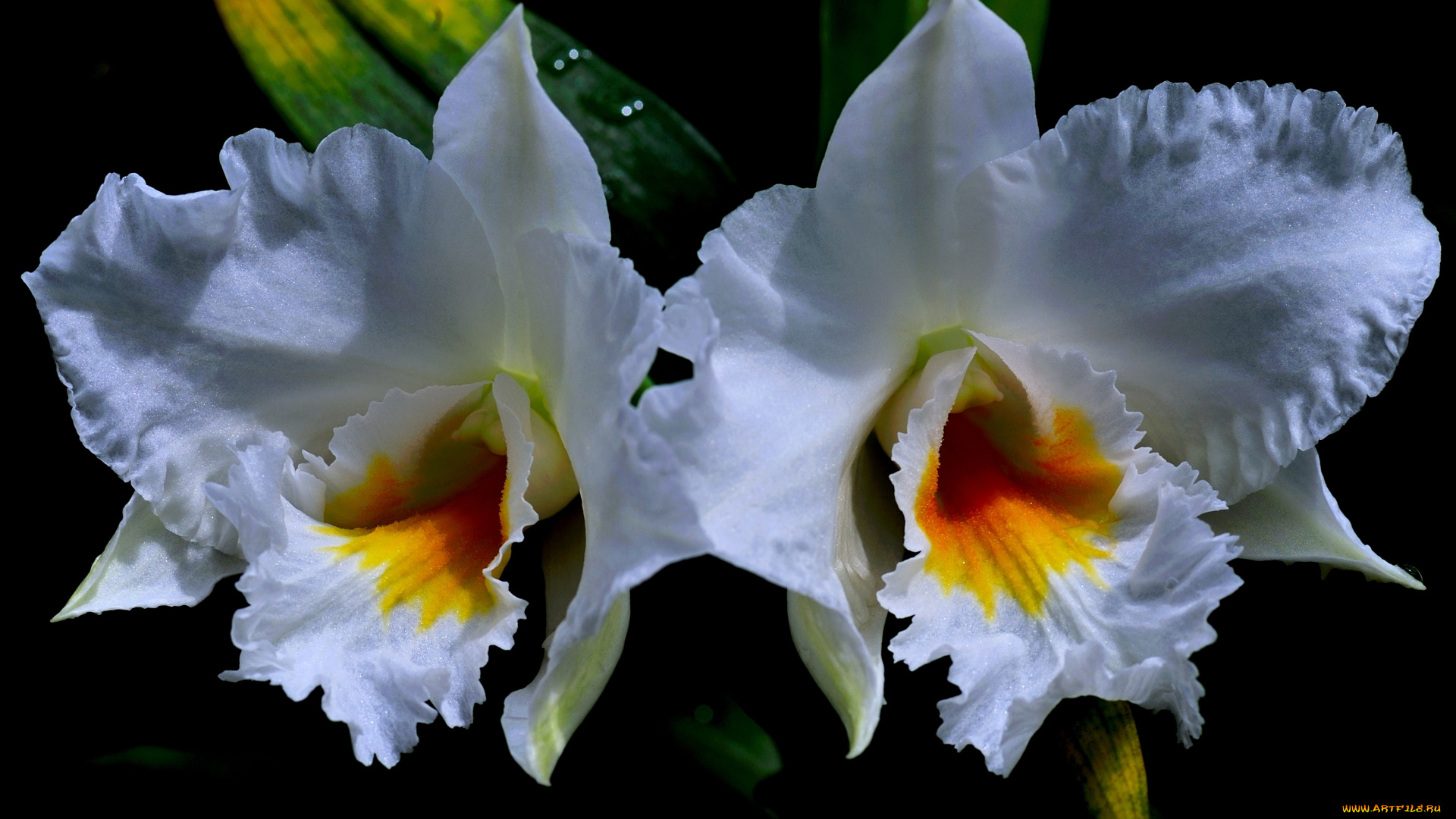 цветы, орхидеи, орхидея