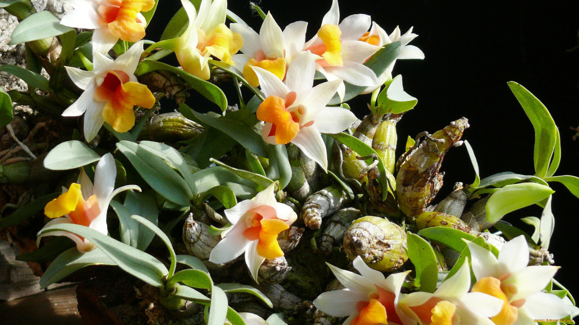 цветы, орхидеи, ветки