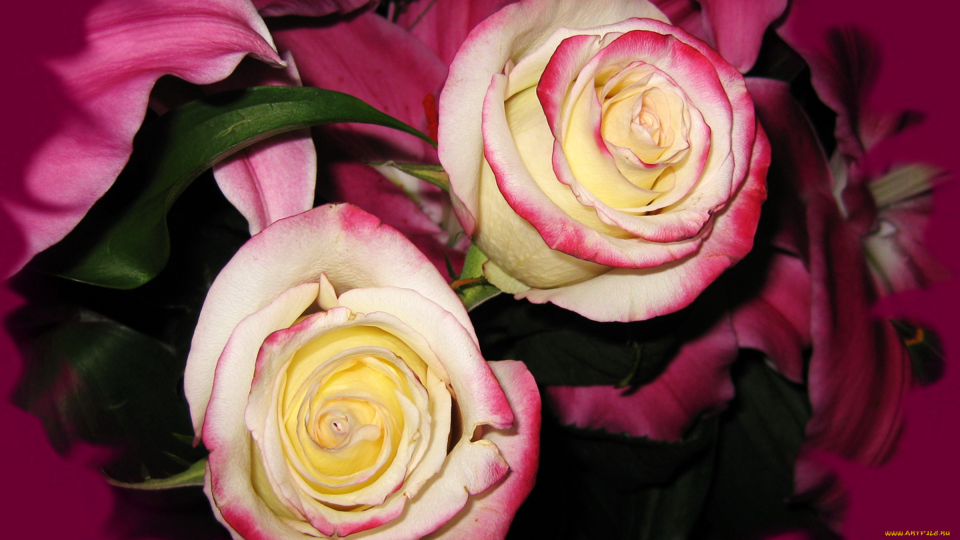 цветы, розы, букет