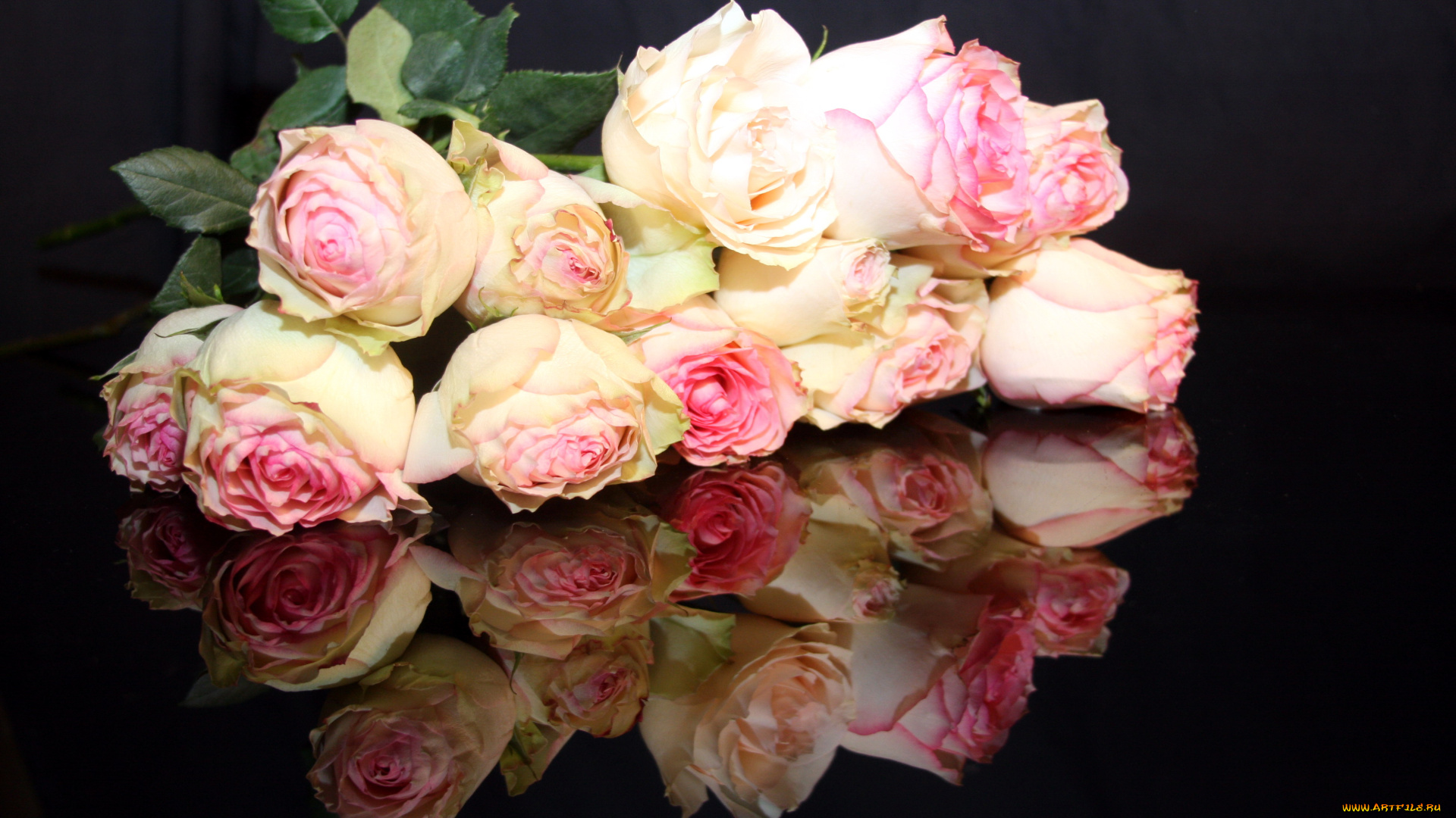 цветы, розы, отражение