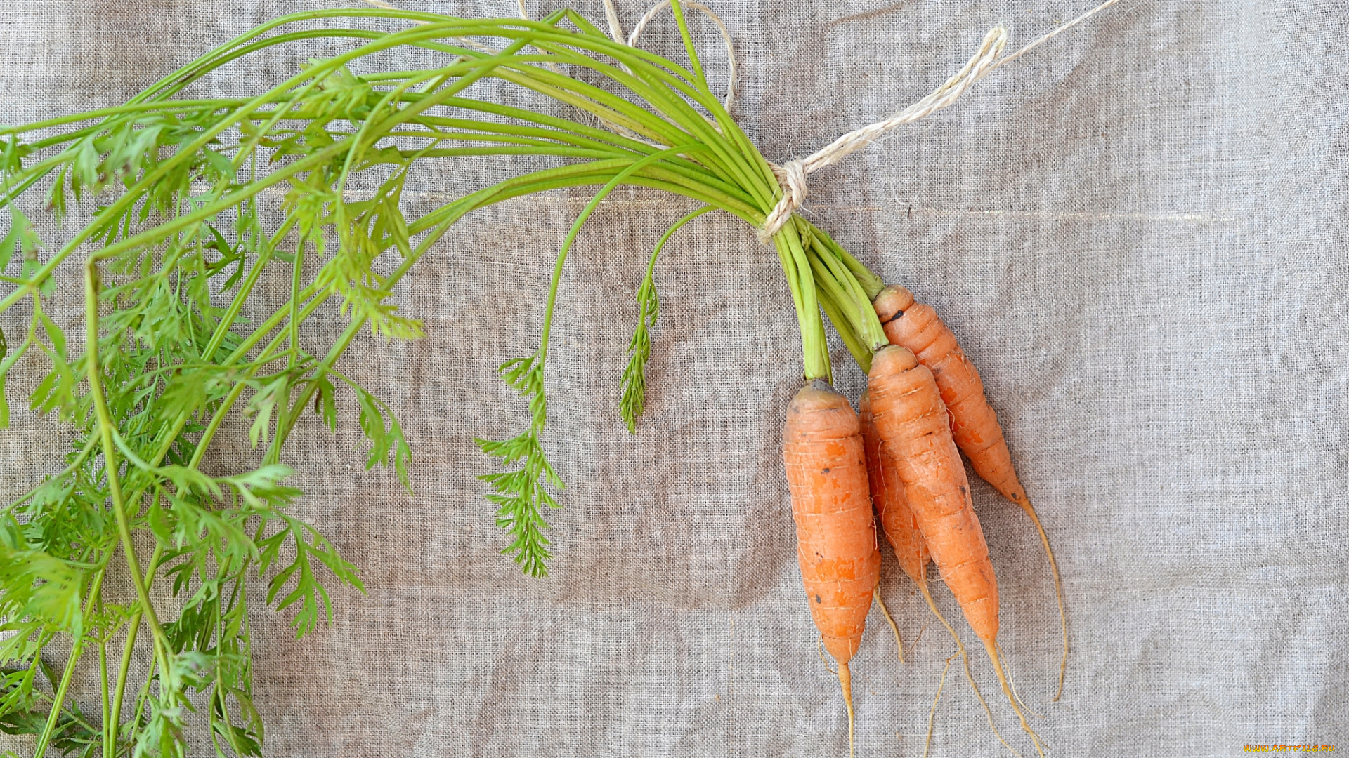 еда, морковь, овощ