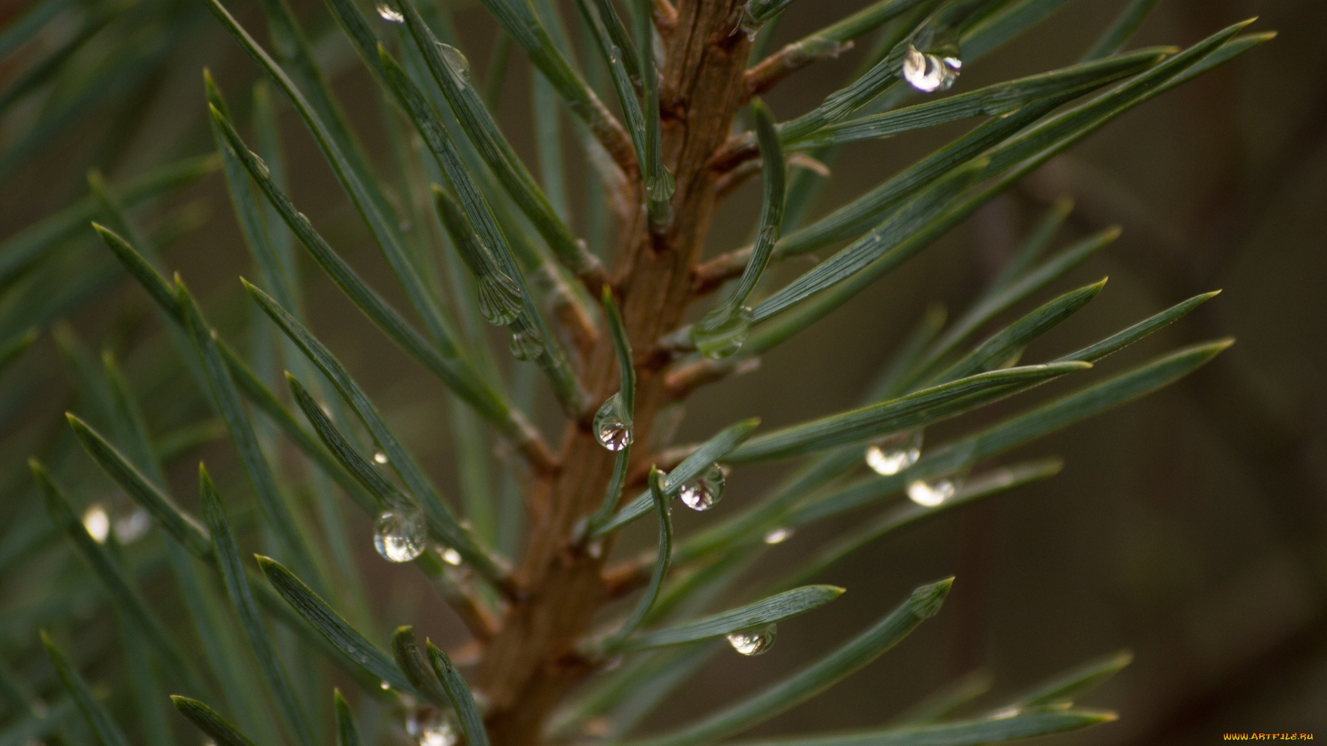 природа, макро, веточка, хвоя, иголки, капли