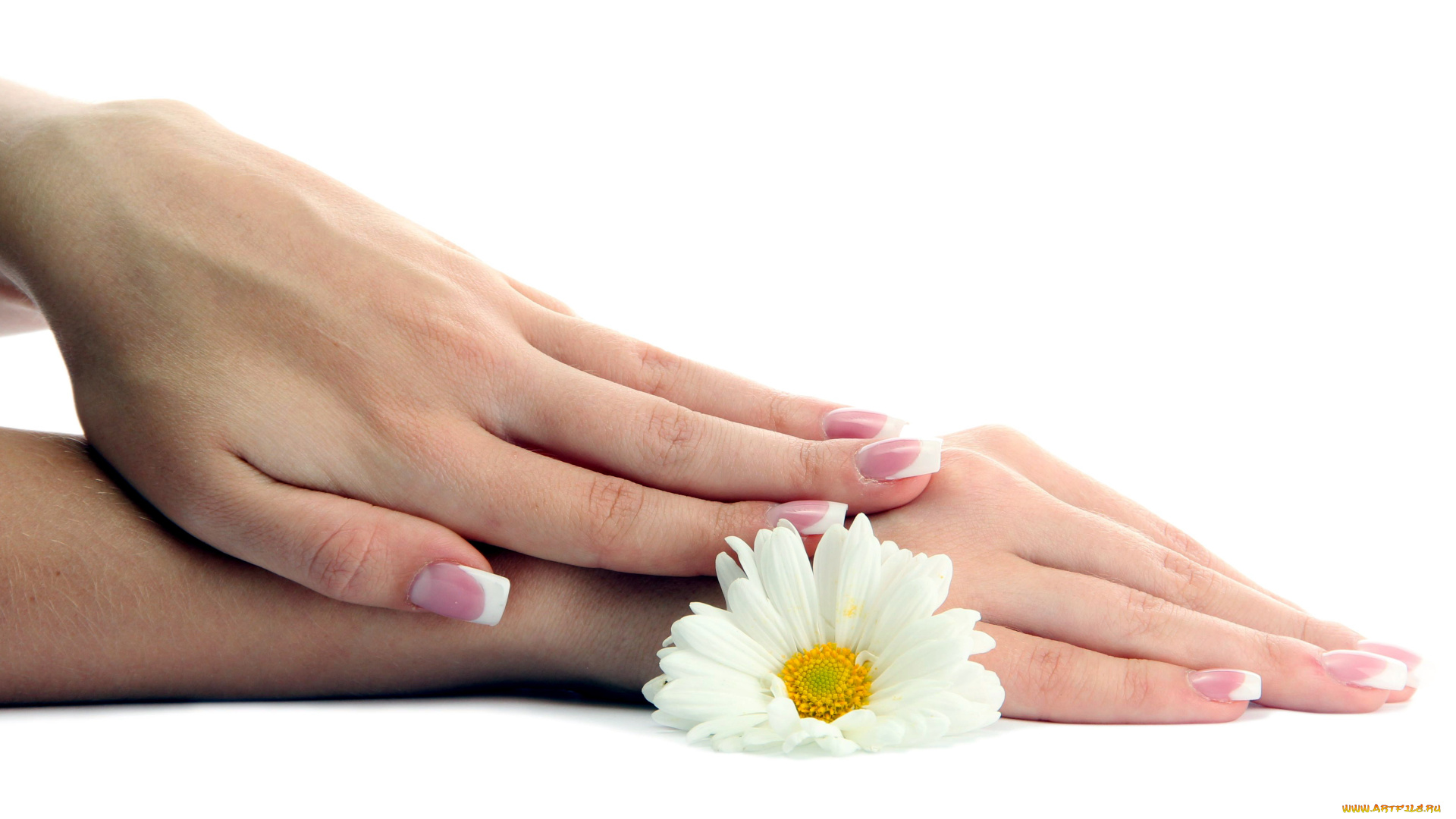разное, руки, ромашка