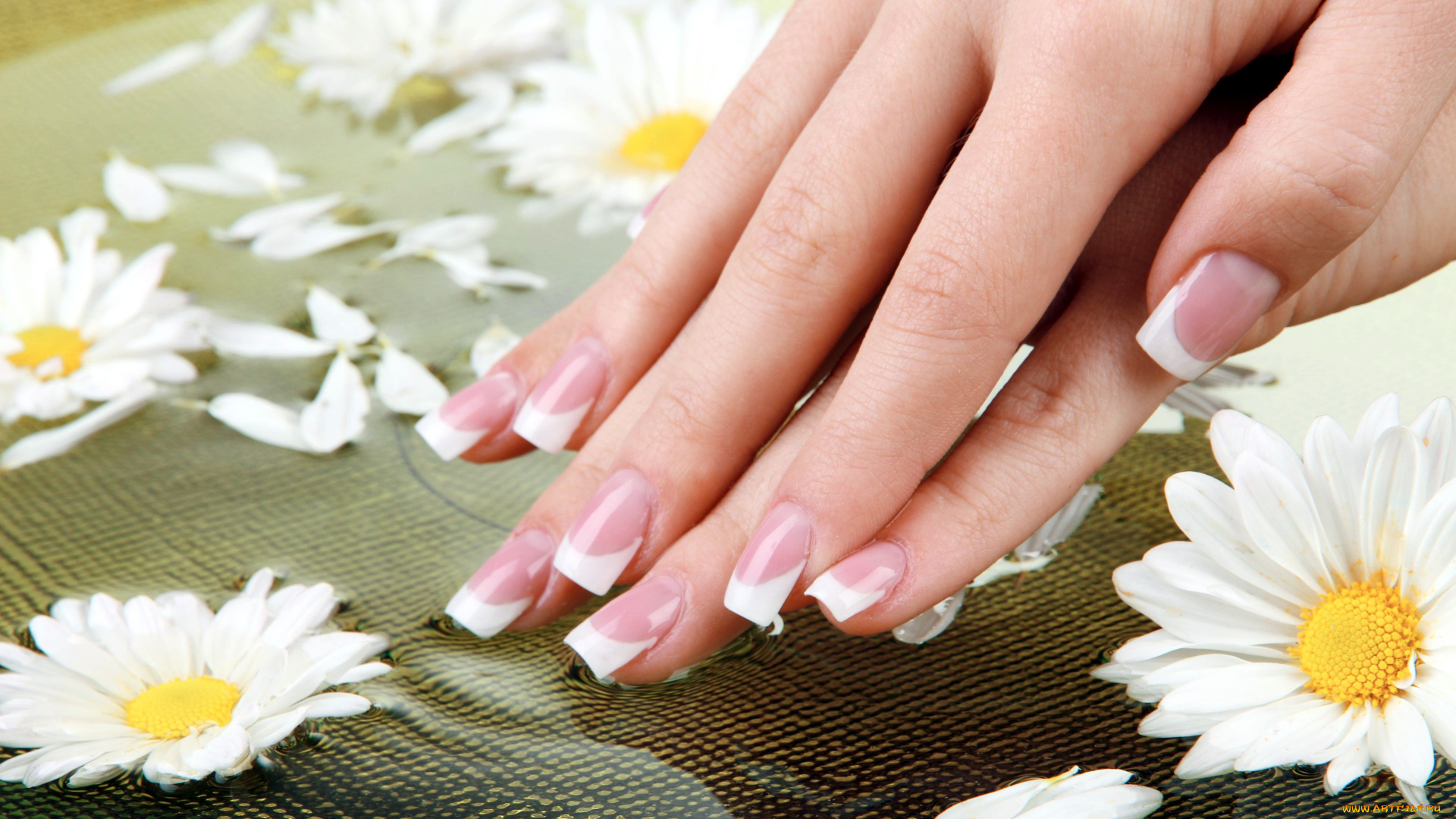 разное, руки, ромашки