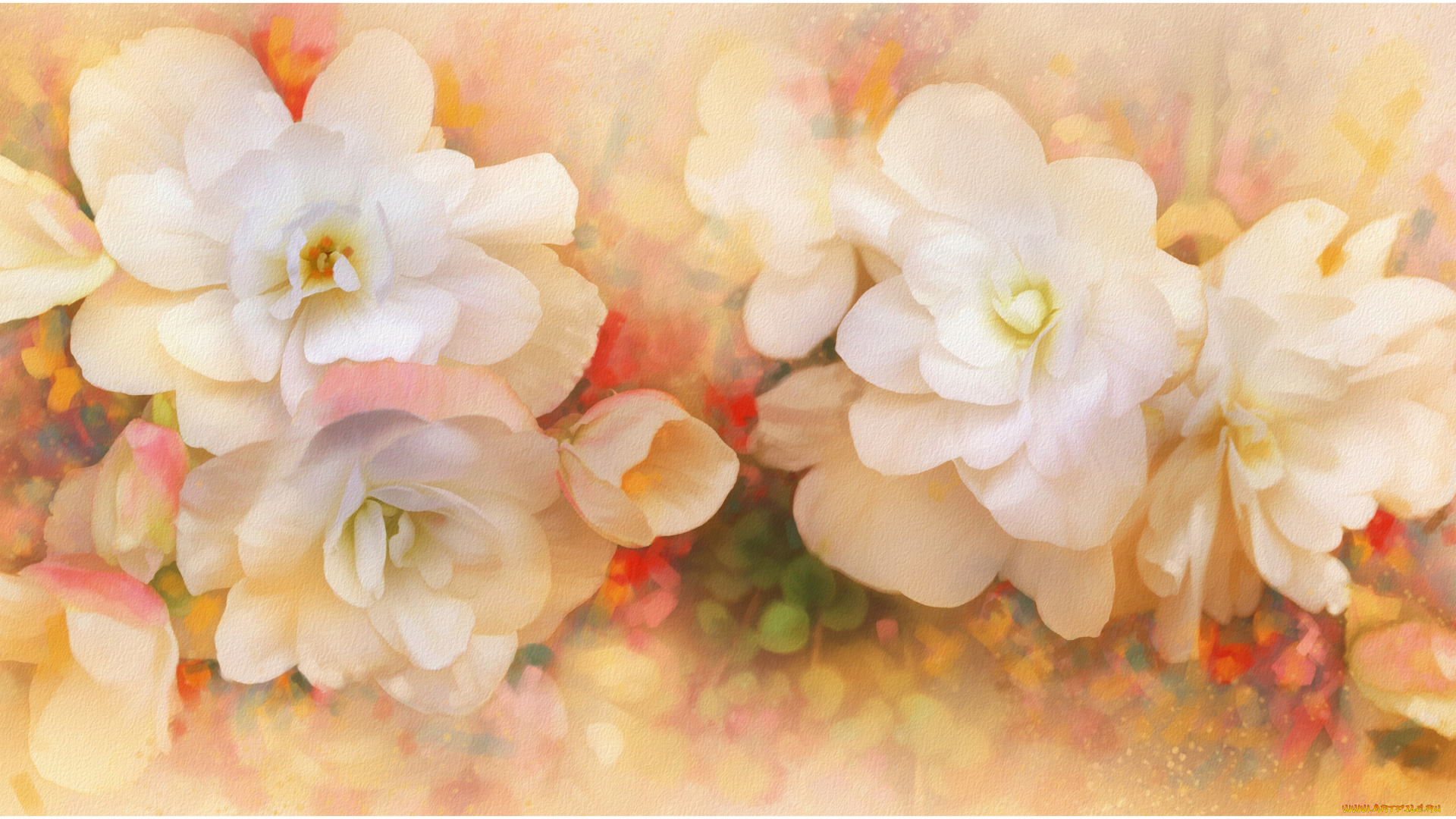 рисованные, цветы, бегония