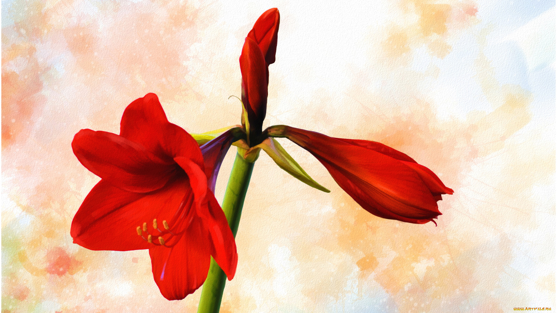 рисованные, цветы, гипераструм