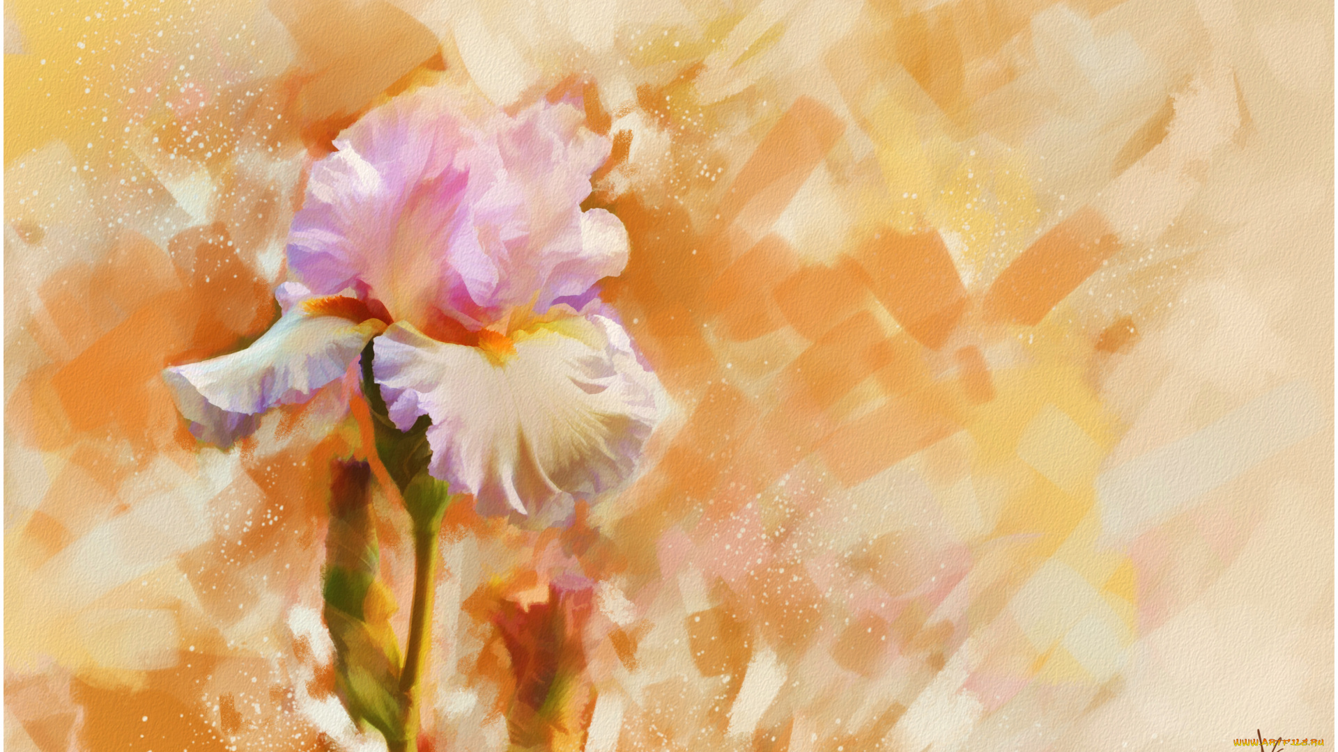 рисованные, цветы, ирис