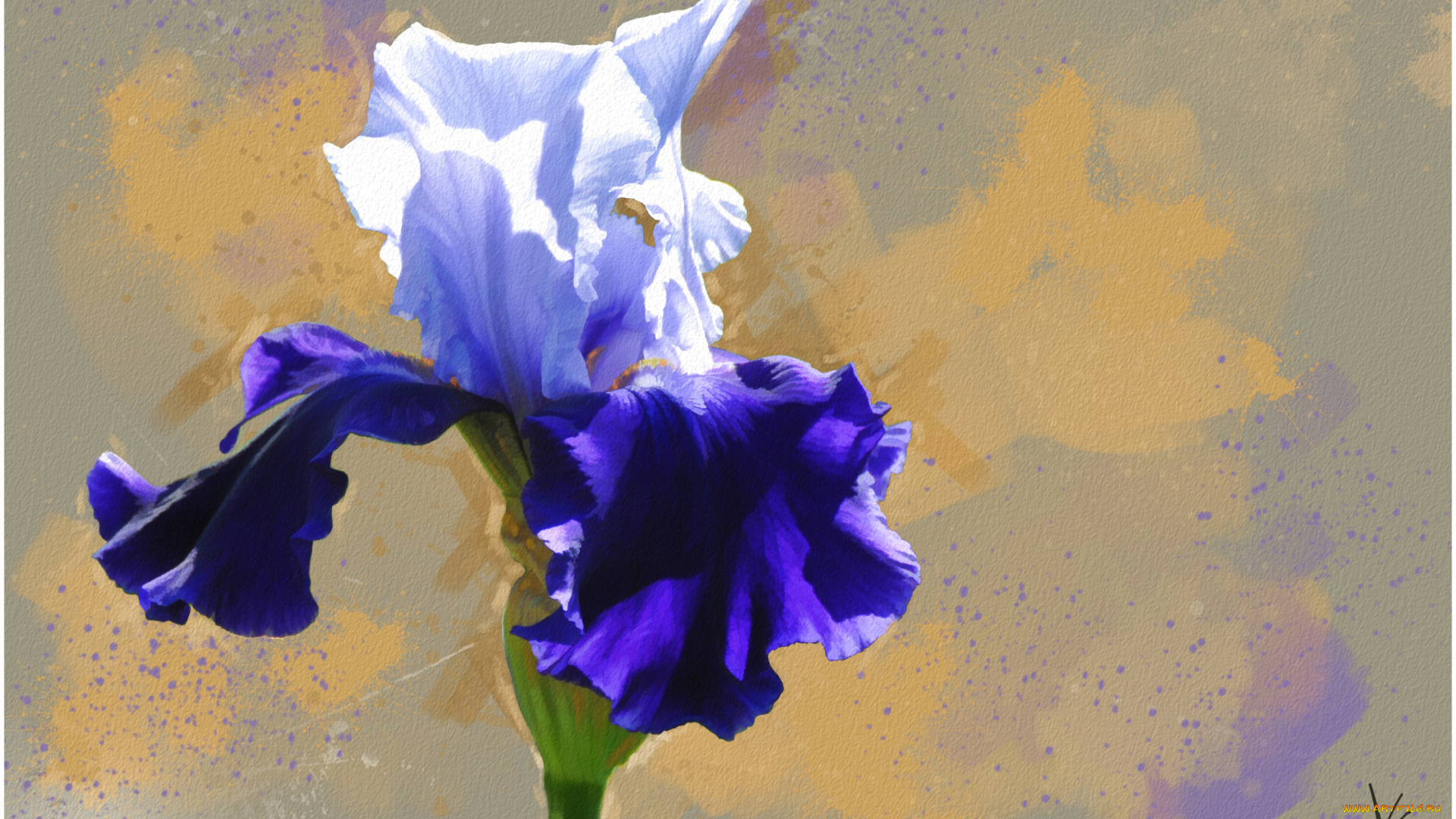 рисованные, цветы, ирис