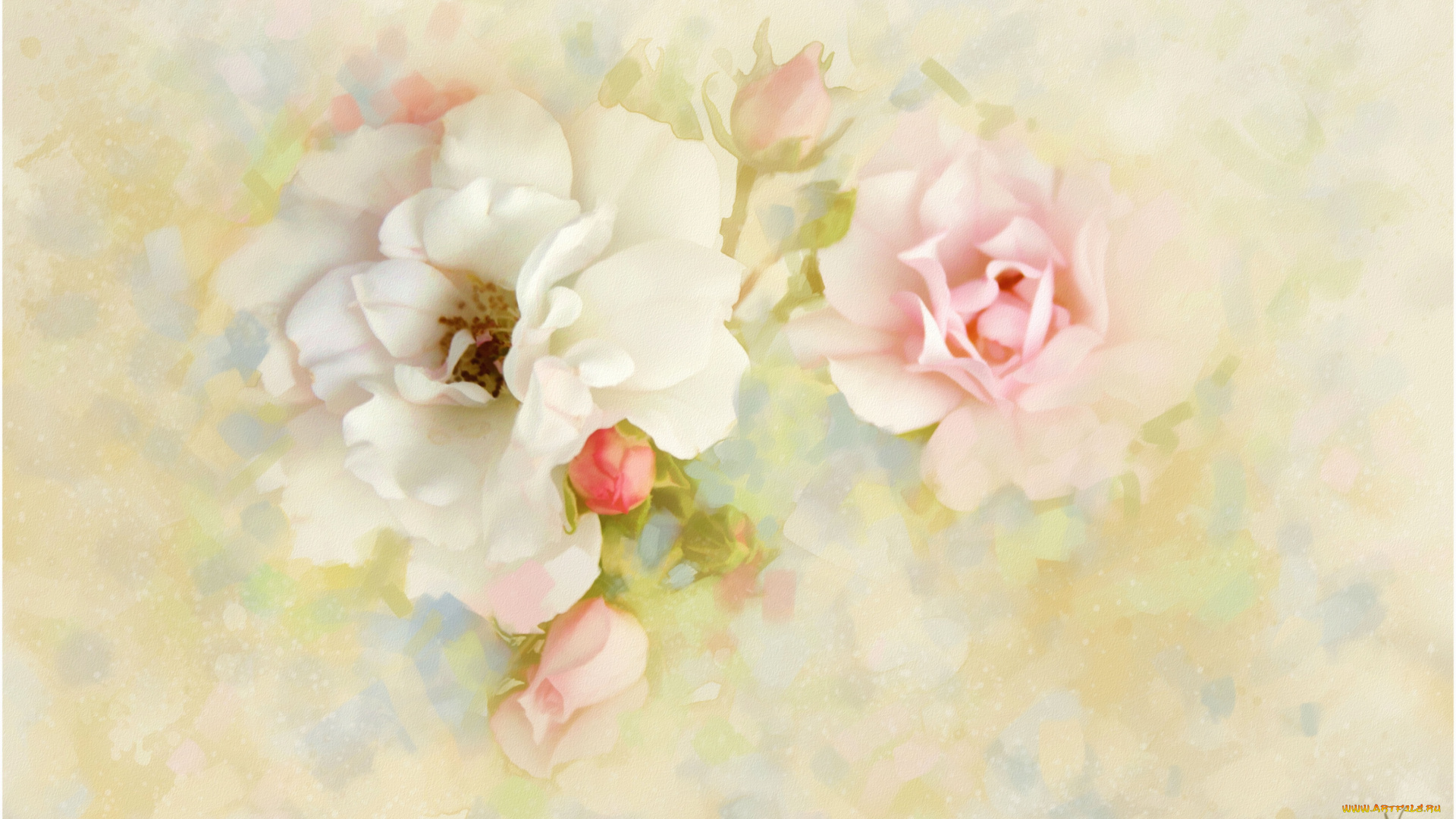 рисованные, цветы, розы