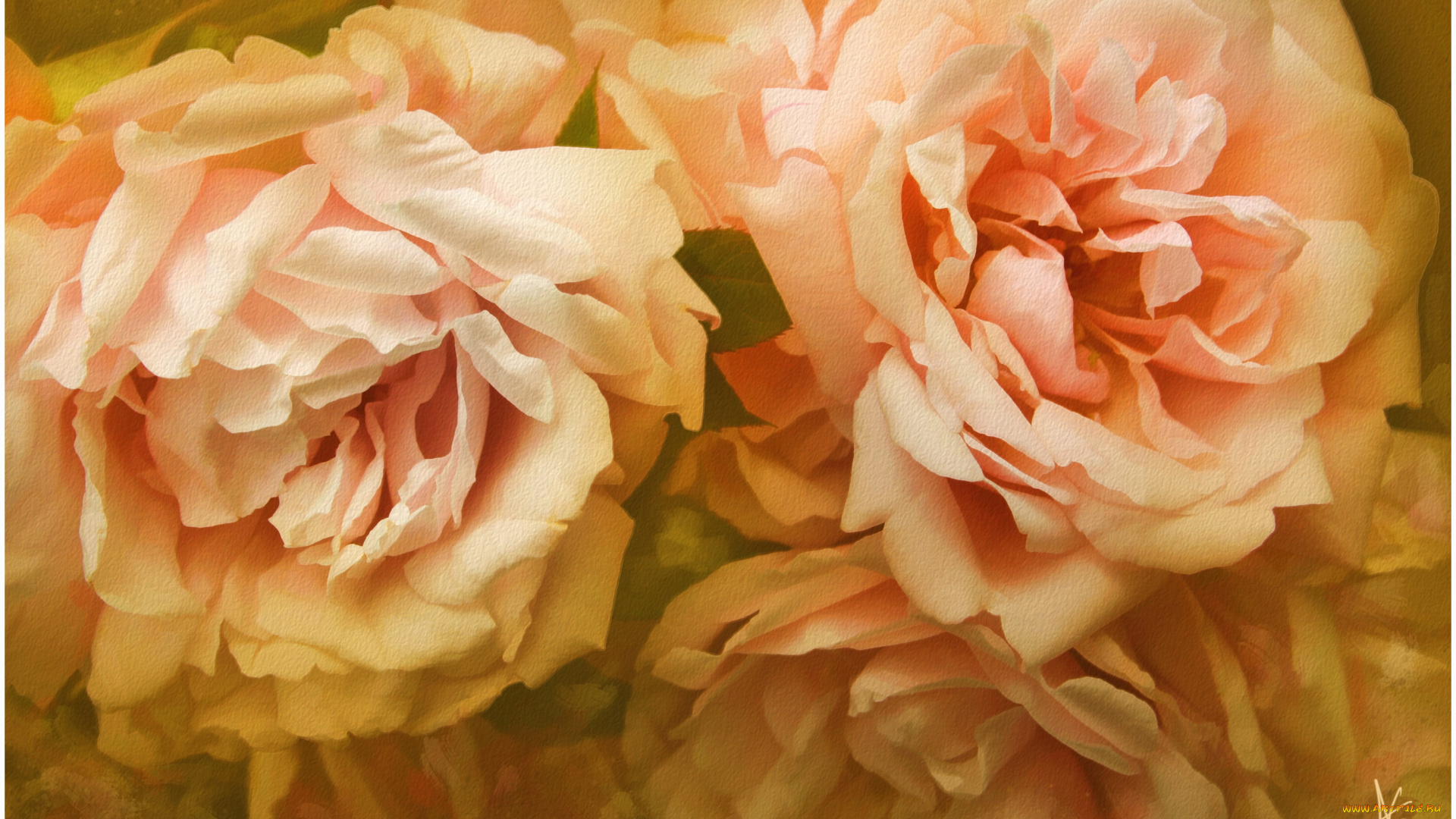 рисованные, цветы, розы