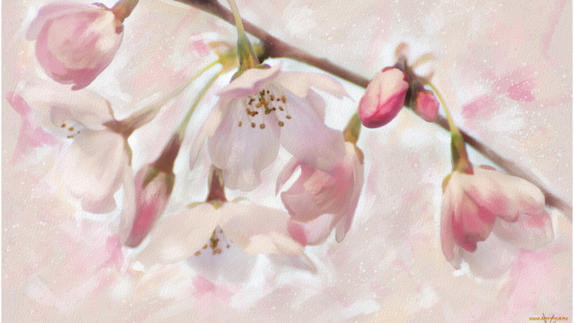 рисованные, цветы, сакура