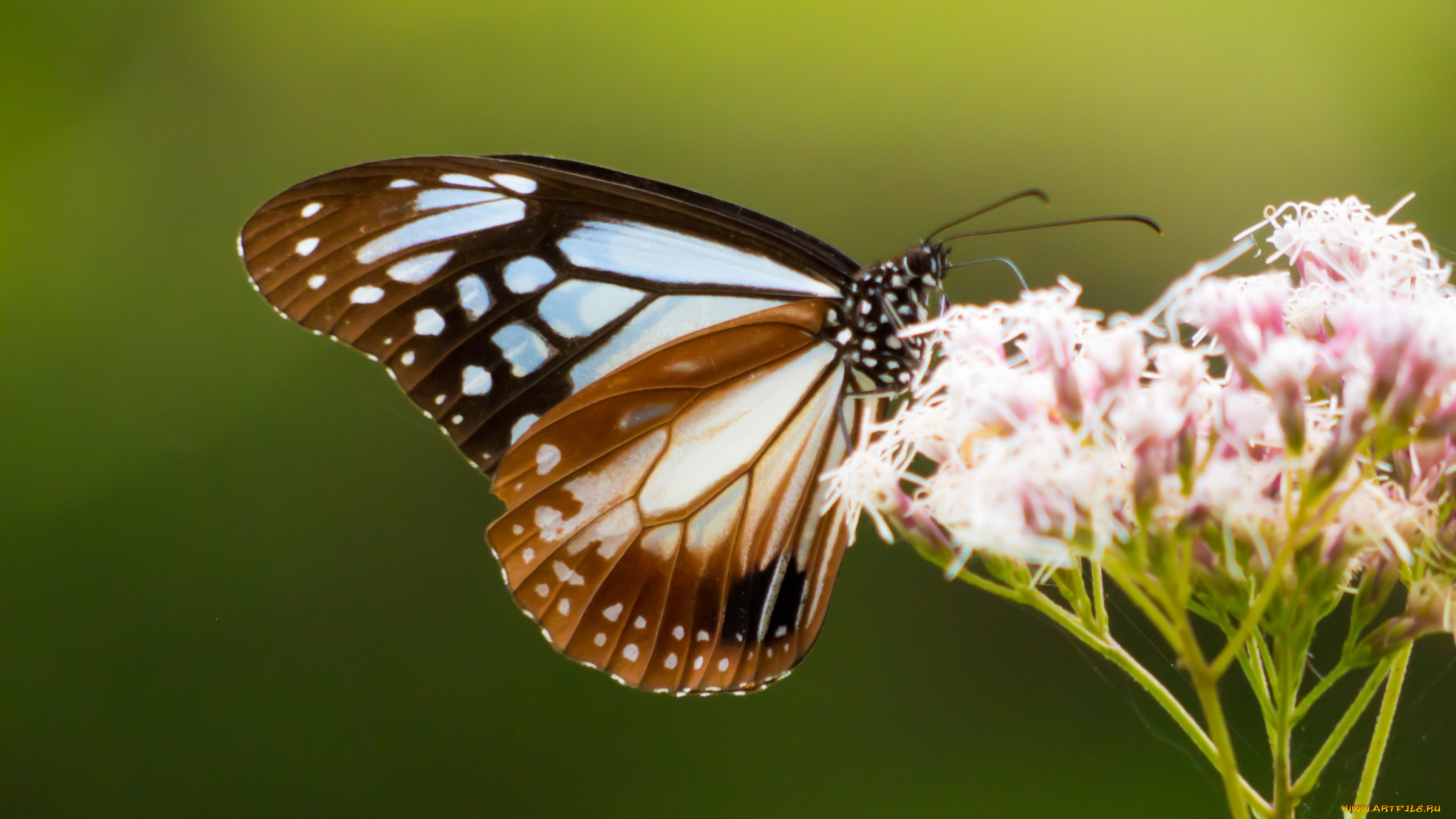 животные, бабочки, бабочка, цветок