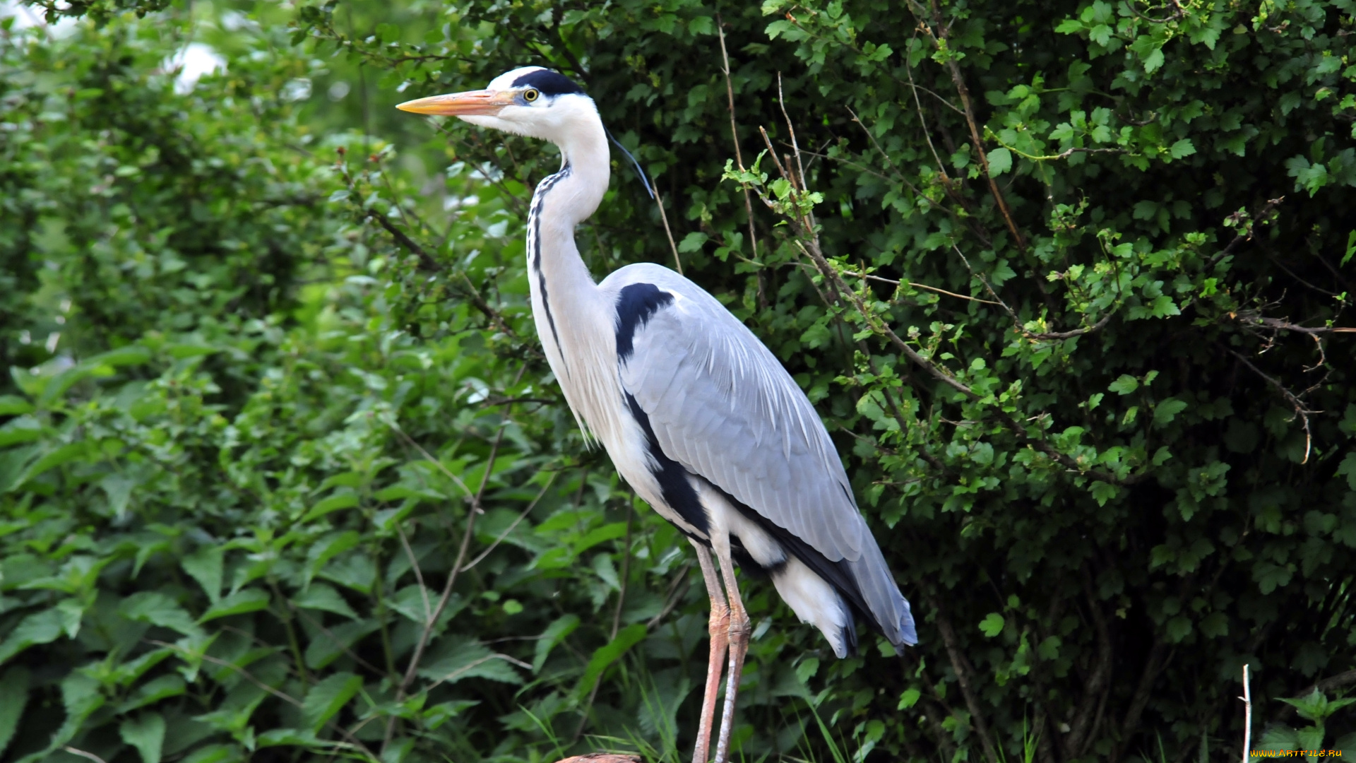 животные, цапли, птица, цапля, камень