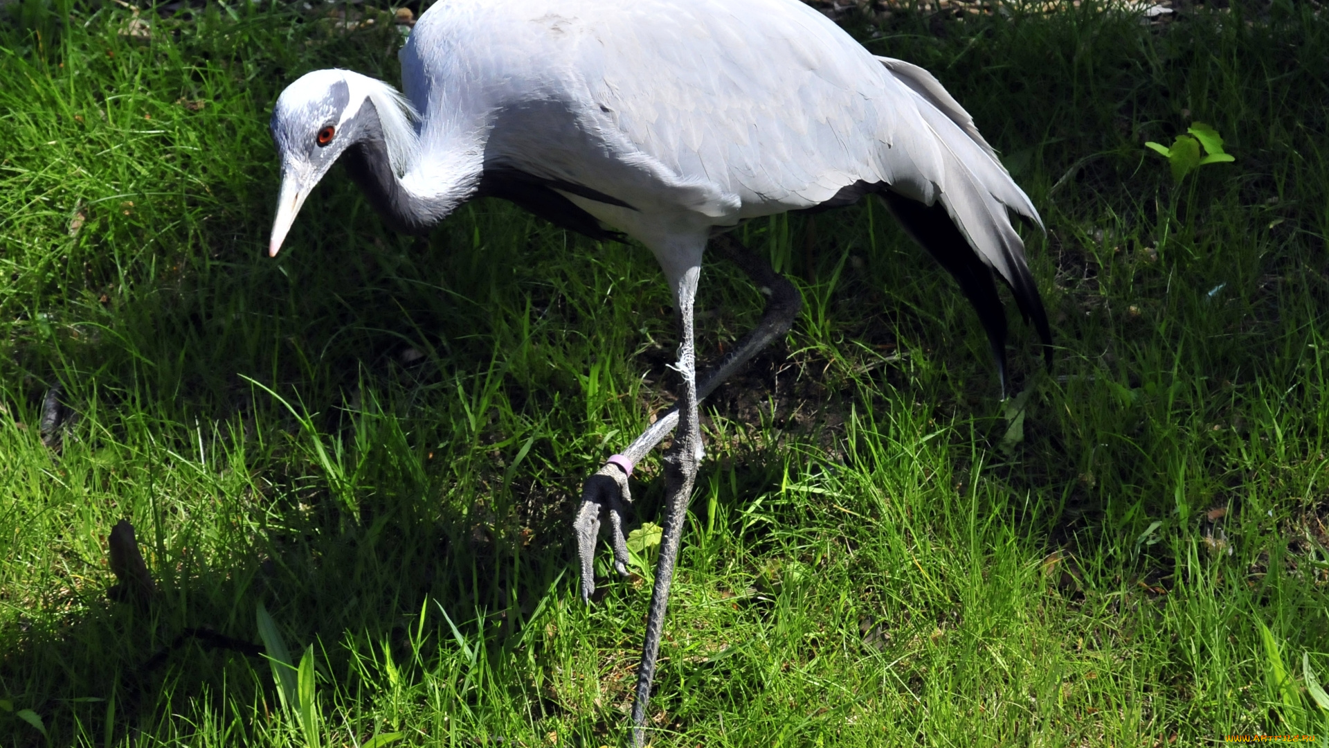 животные, цапли, птица, цапля, трава