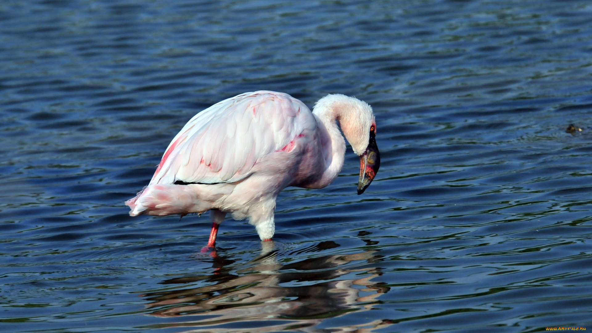 животные, фламинго, птица, вода