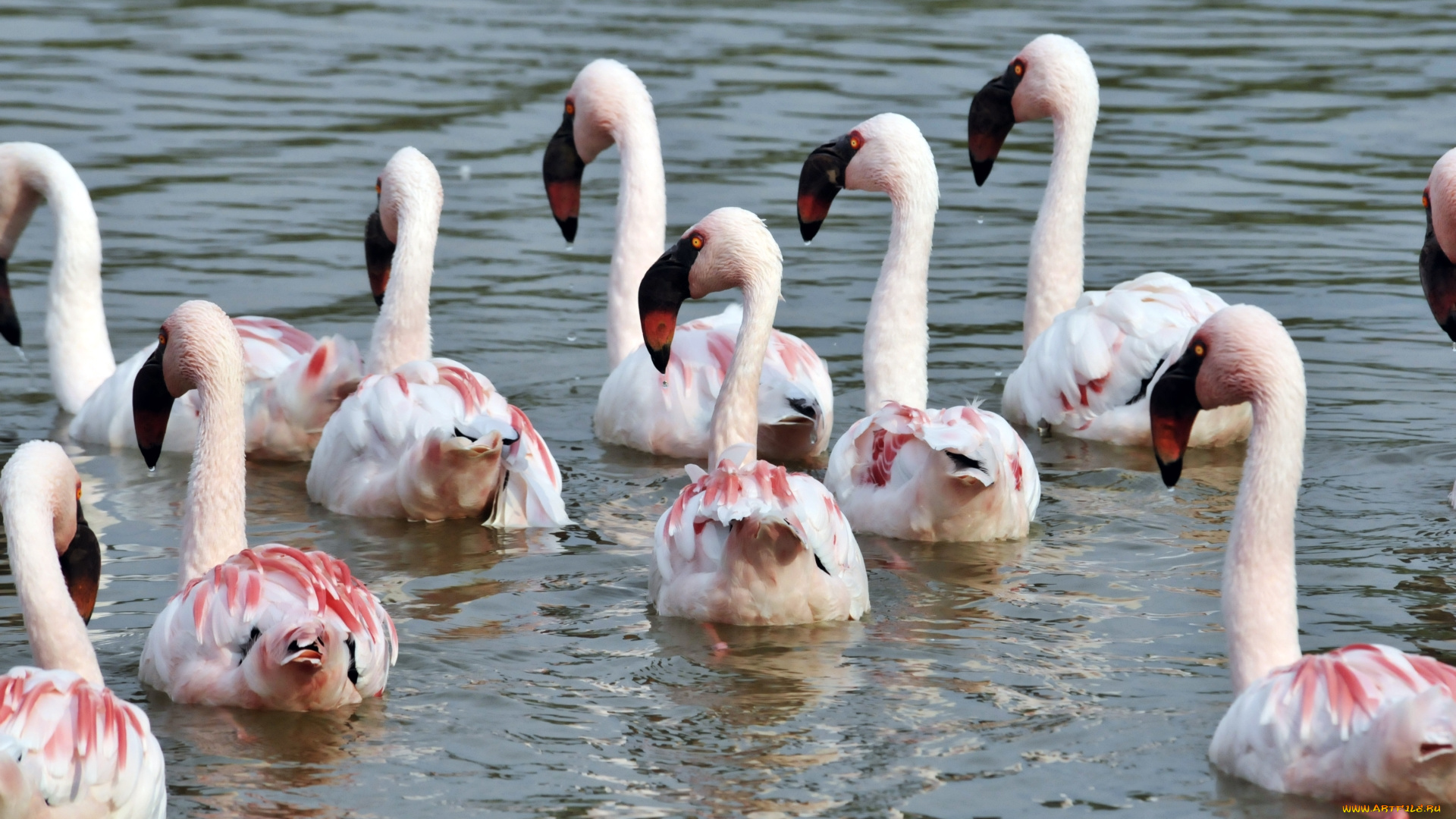 животные, фламинго, птицы, озеро