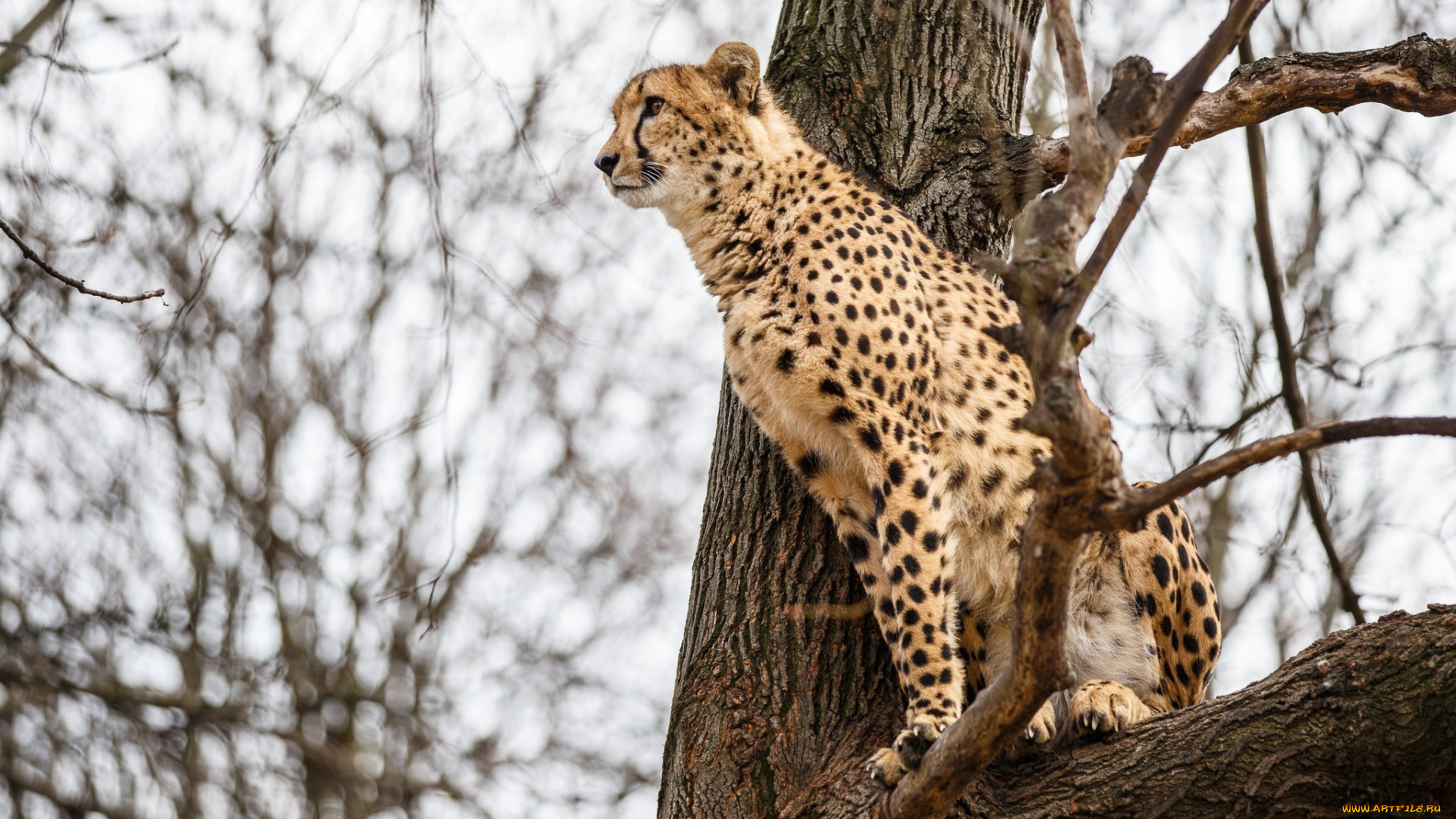 животные, гепарды, гепард, кошка, дерево, наблюдение