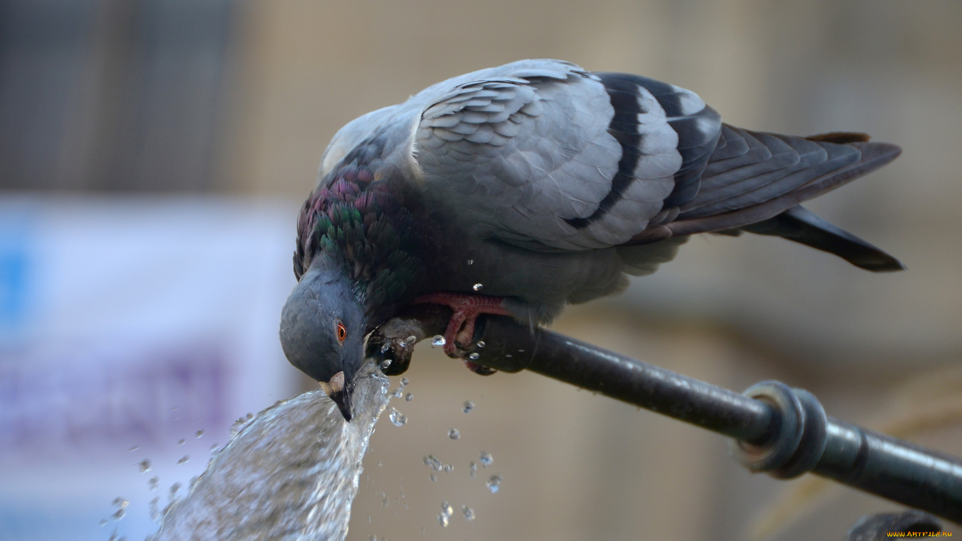 животные, голуби, голубь, кран, вода, брызги