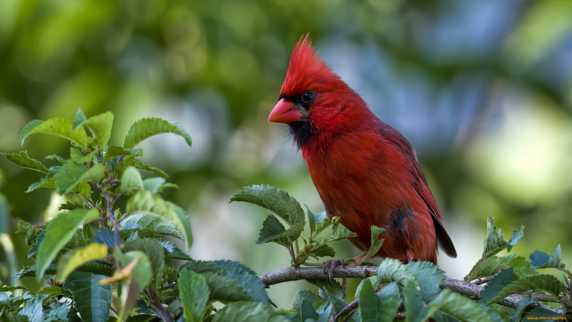 животные, кардиналы, птица, ветка