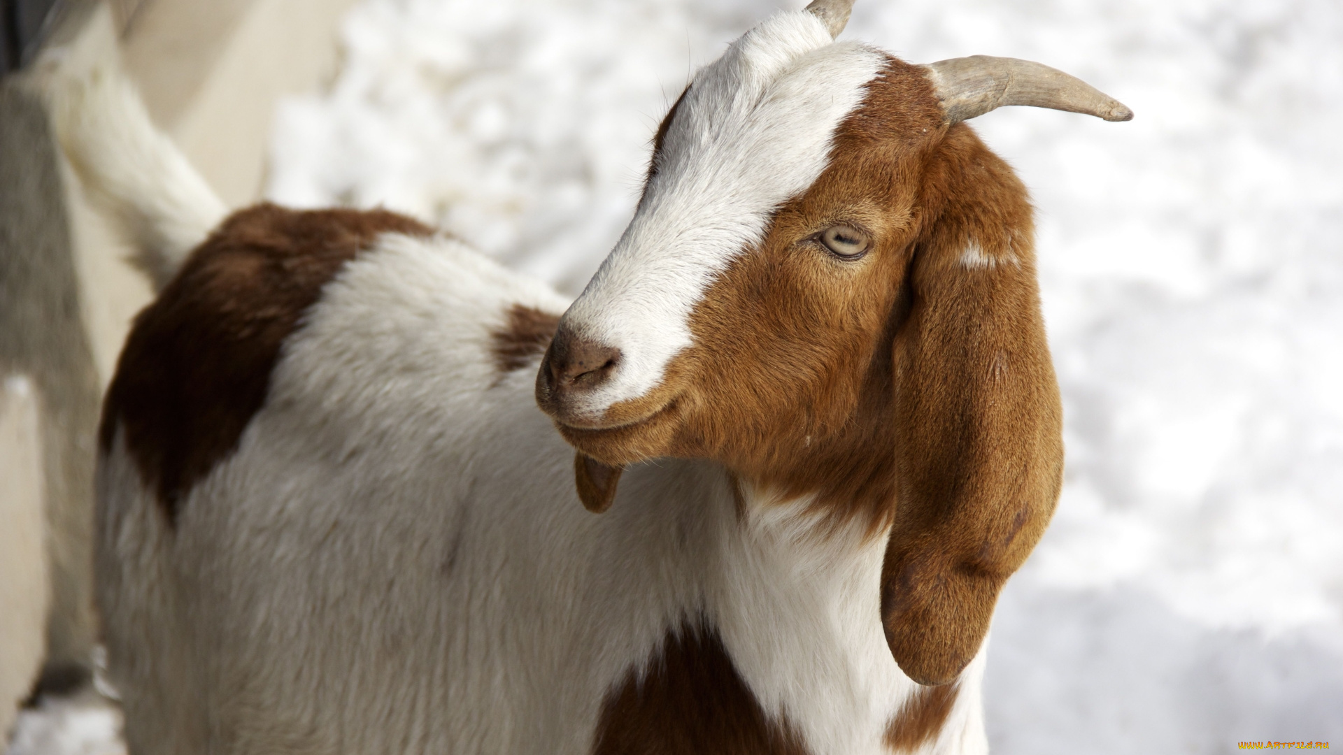 животные, козы, коза, животное