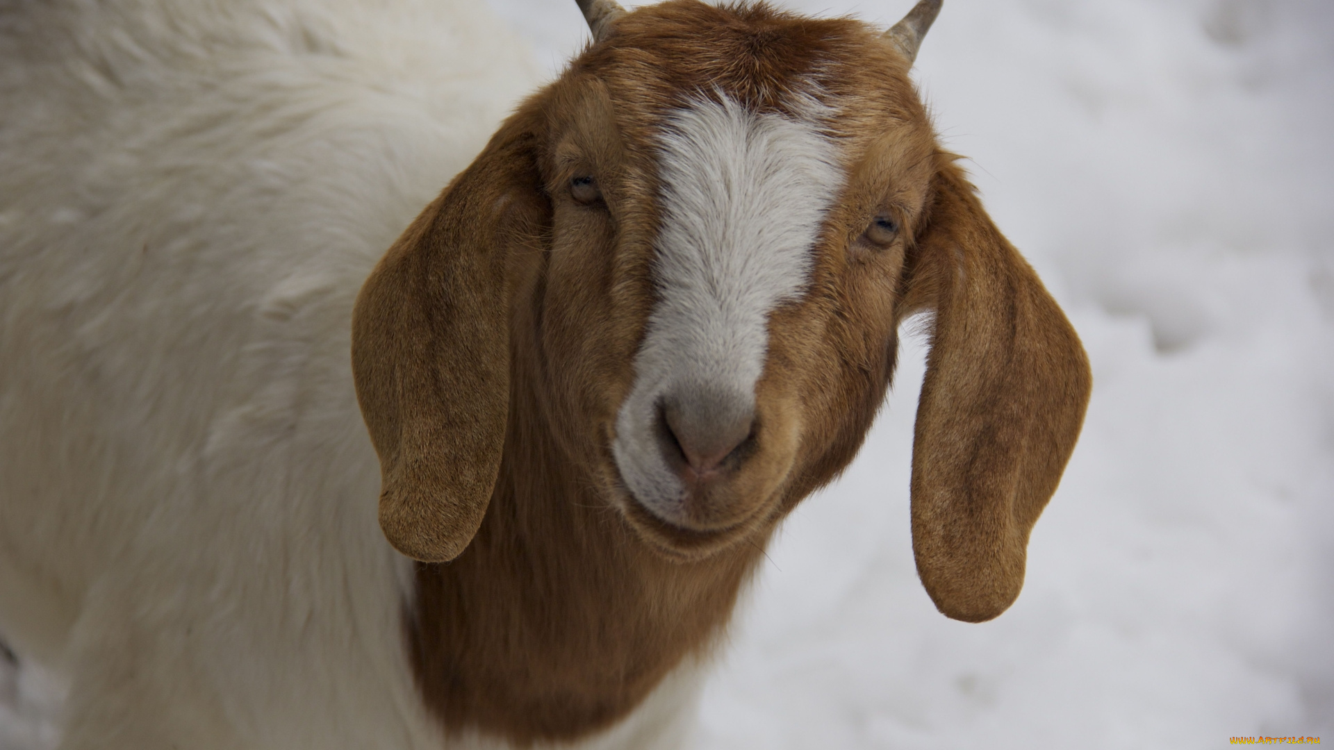 животные, козы, животное, коза