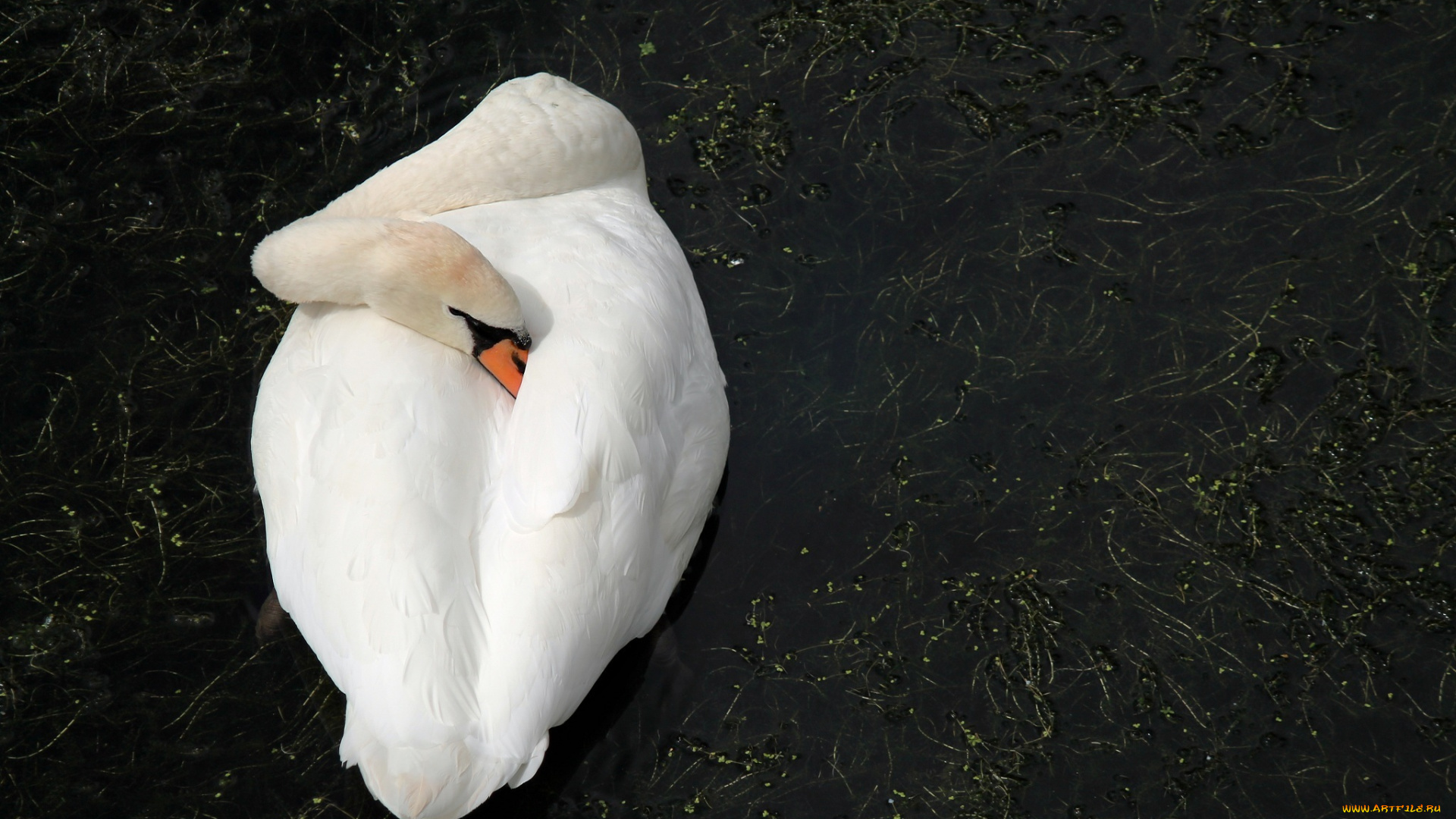 животные, лебеди, лебедь, вода, белый