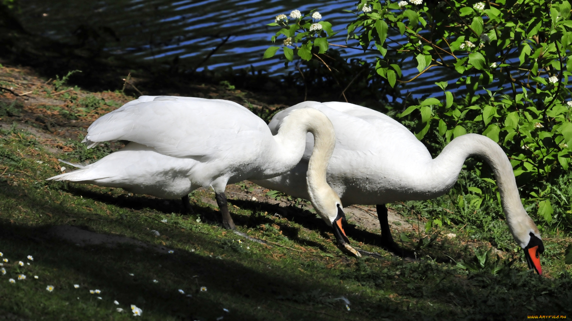 животные, лебеди, птицы, трава