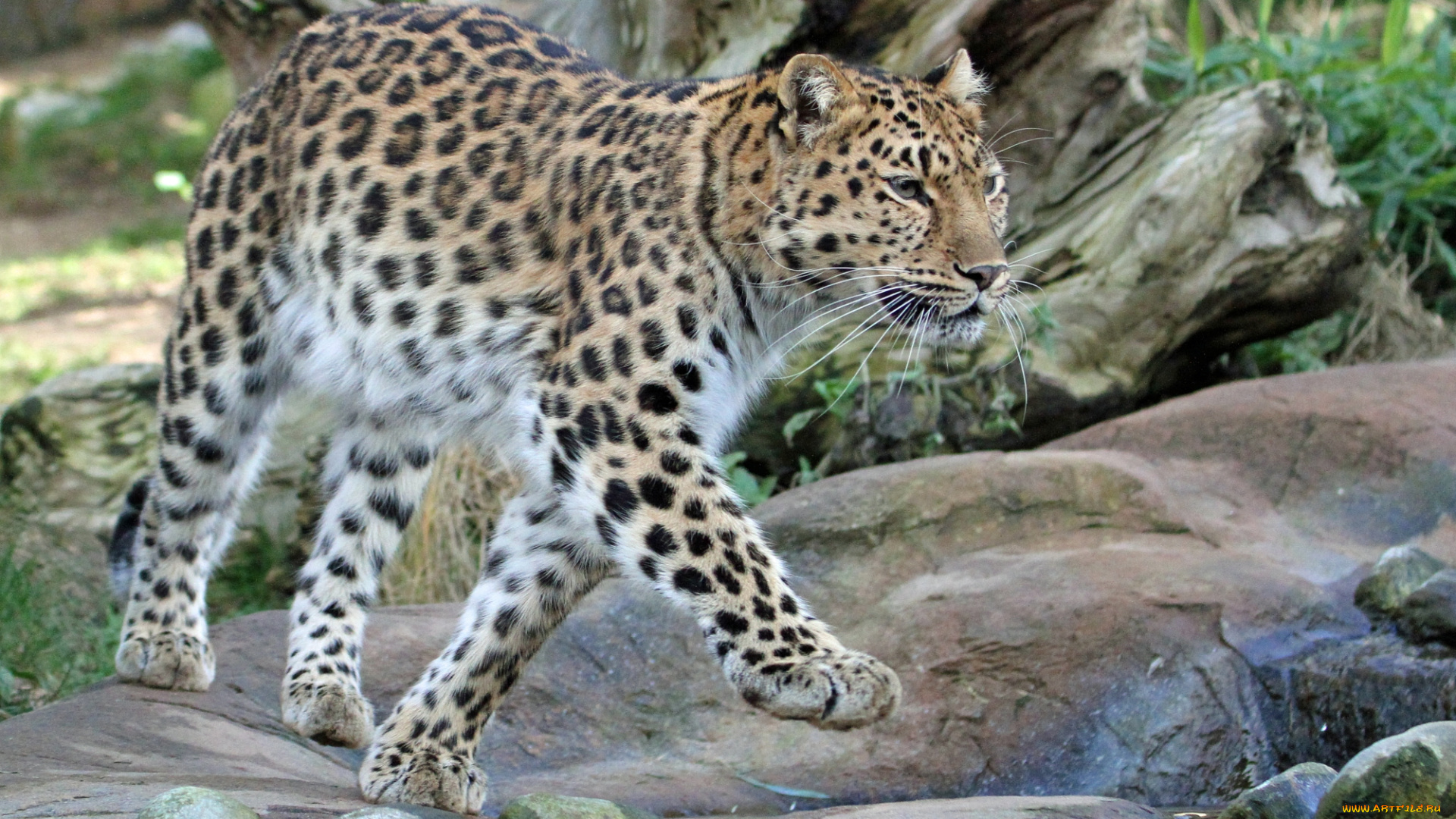 животные, леопарды, леопард