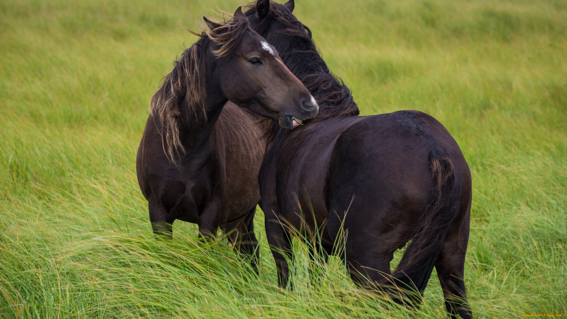 животные, лошади, дружба, ласка, ветер, пастбище, трава, пара, вороные, кони