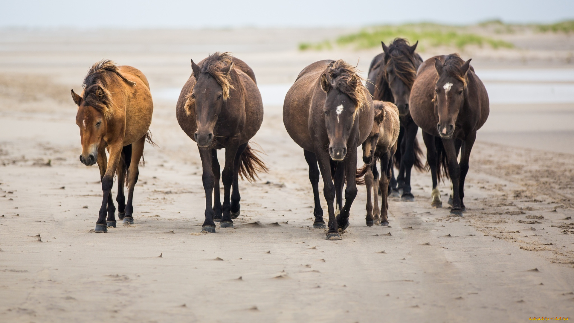 животные, лошади, табун, прогулка, кони