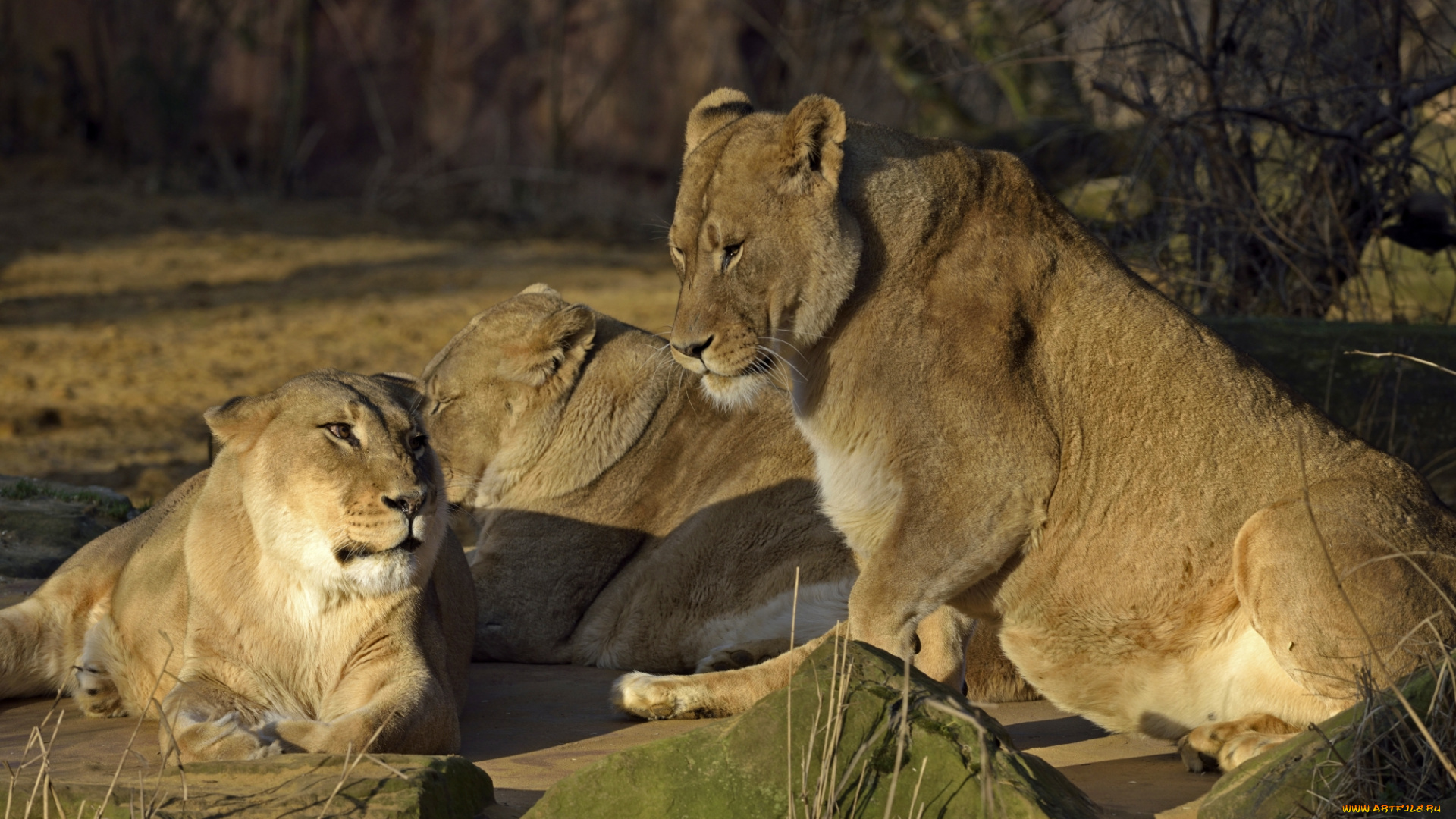 животные, львы