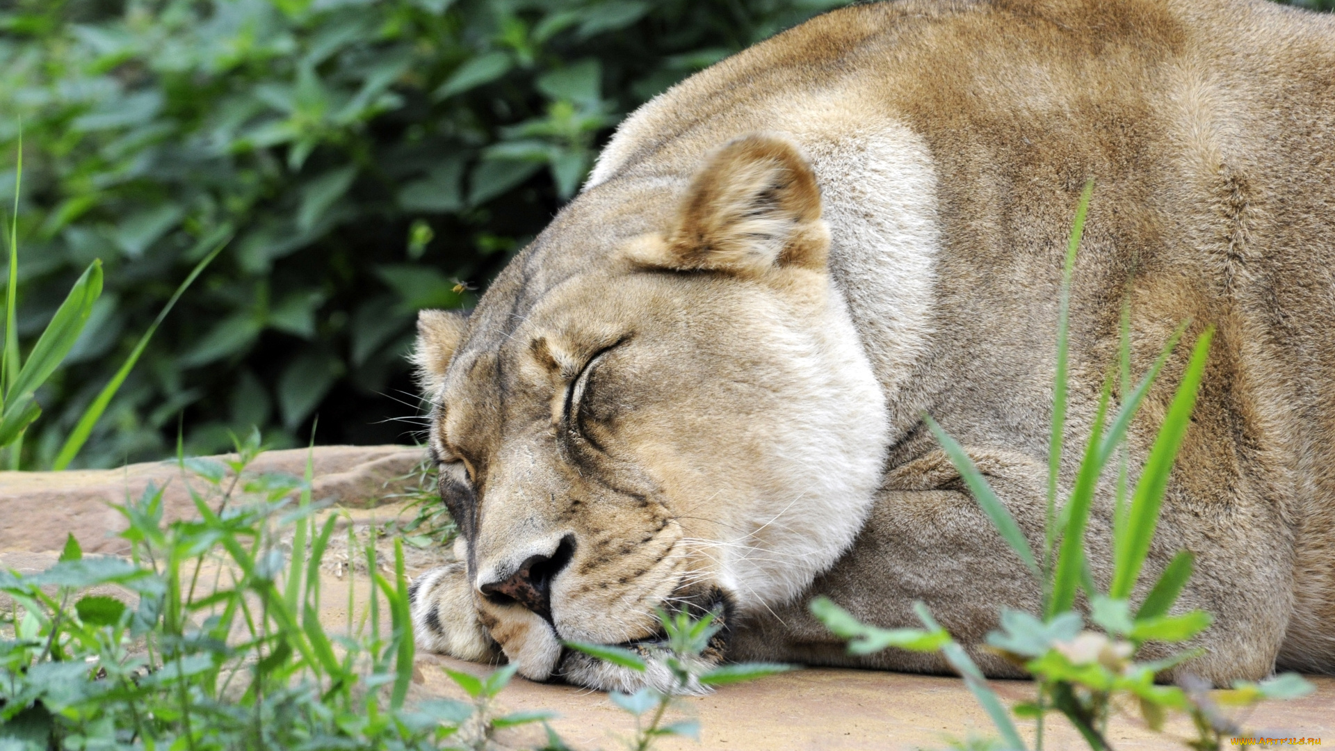 животные, львы, львица