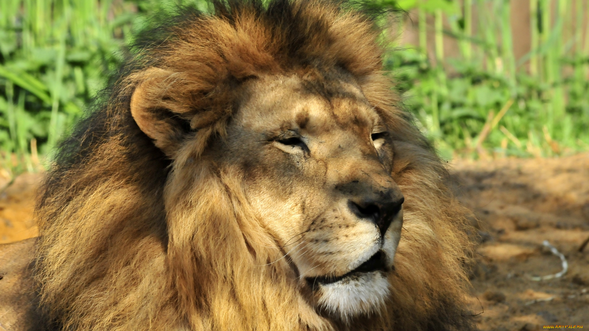 животные, львы, животное, лев, луч, солнца