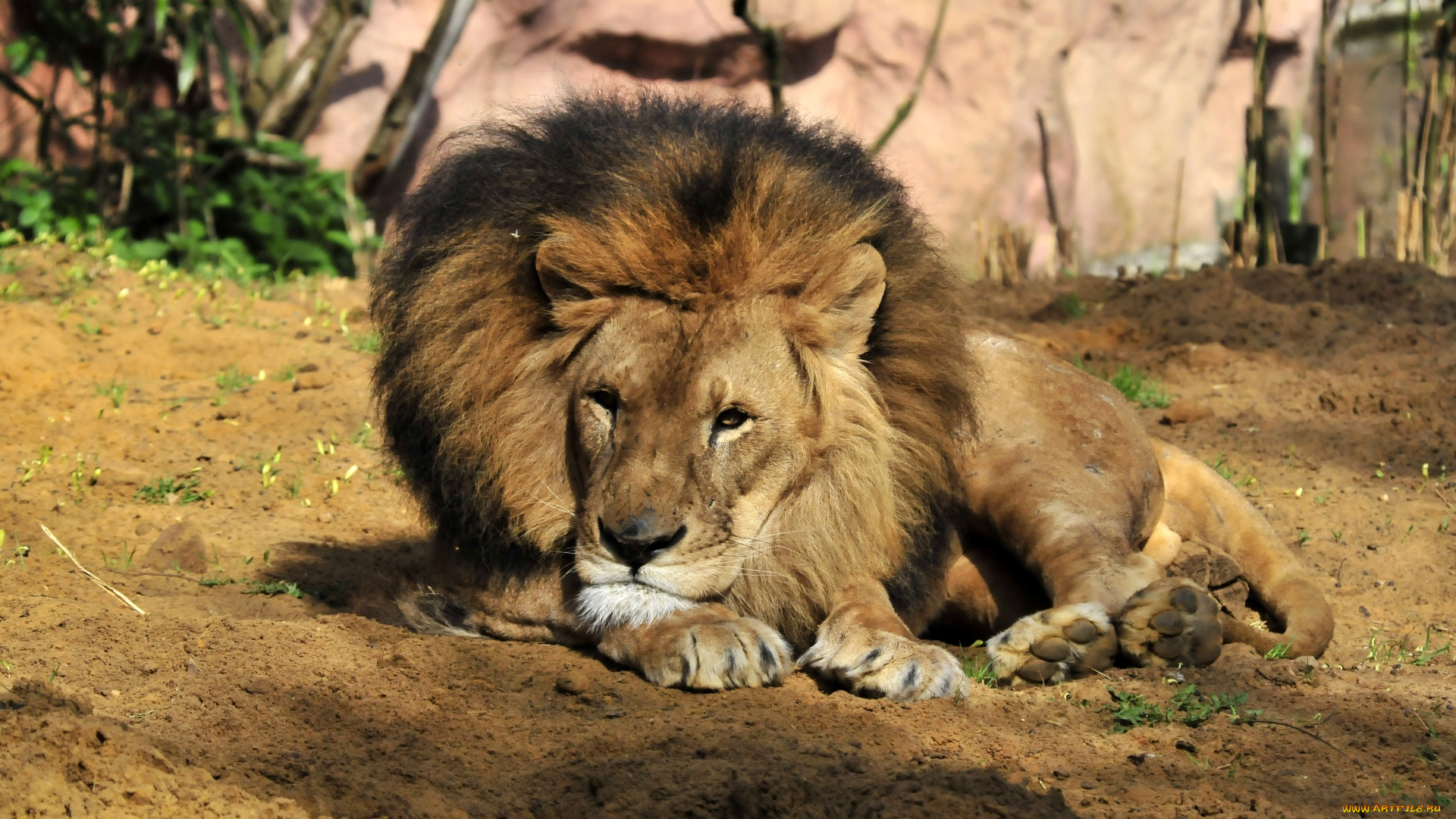 животные, львы, животное, лев, трава, отдых