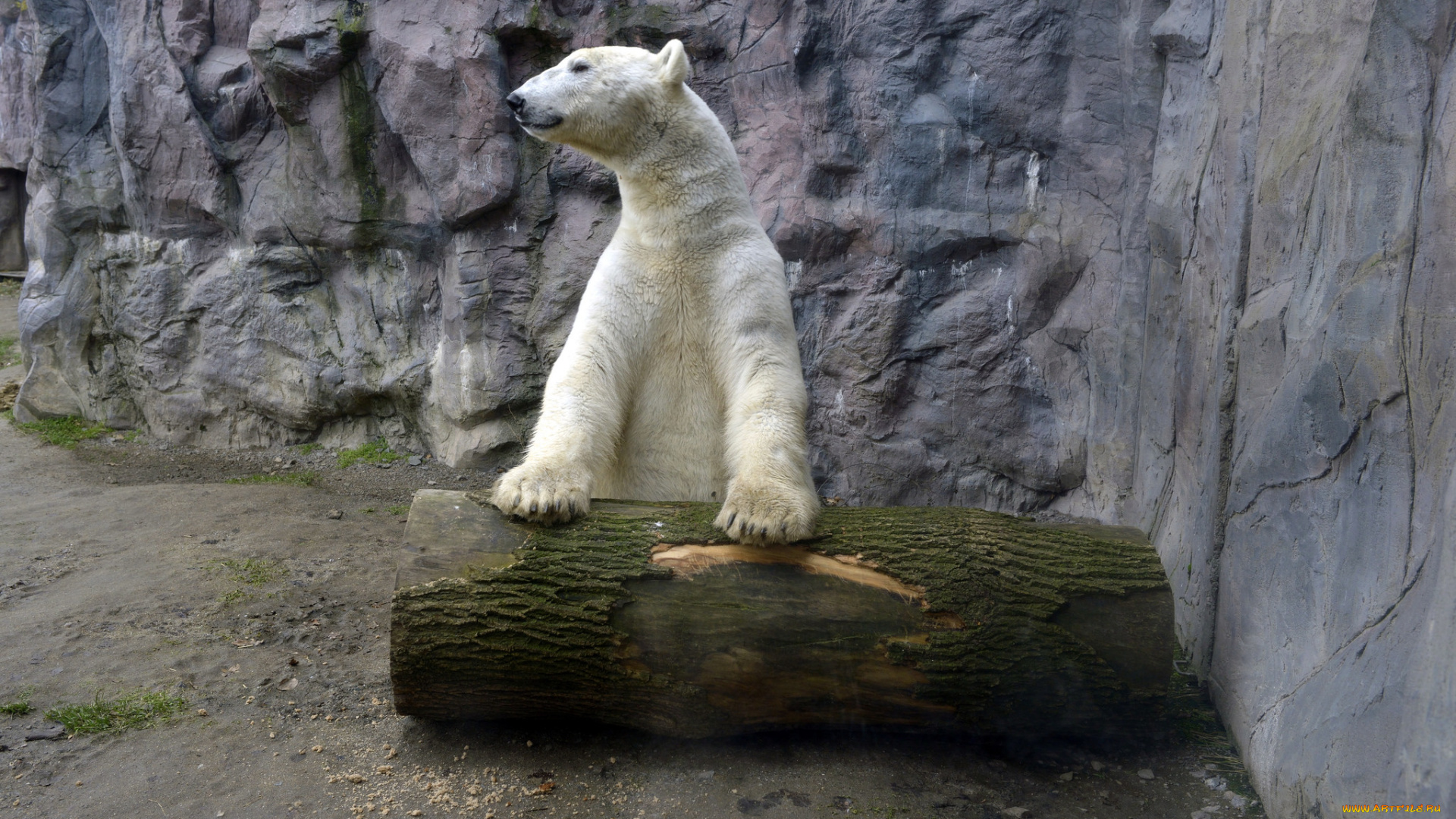 животные, медведи, медведь