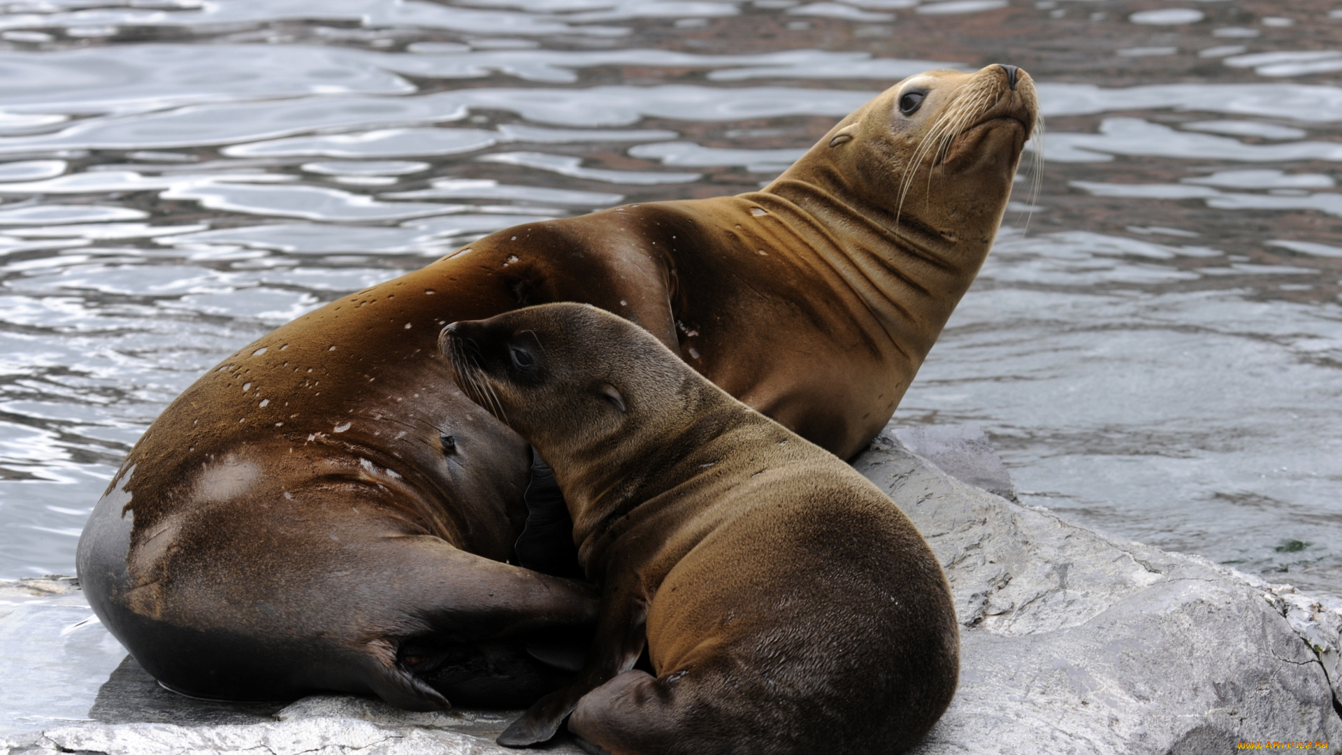 животные, моржи