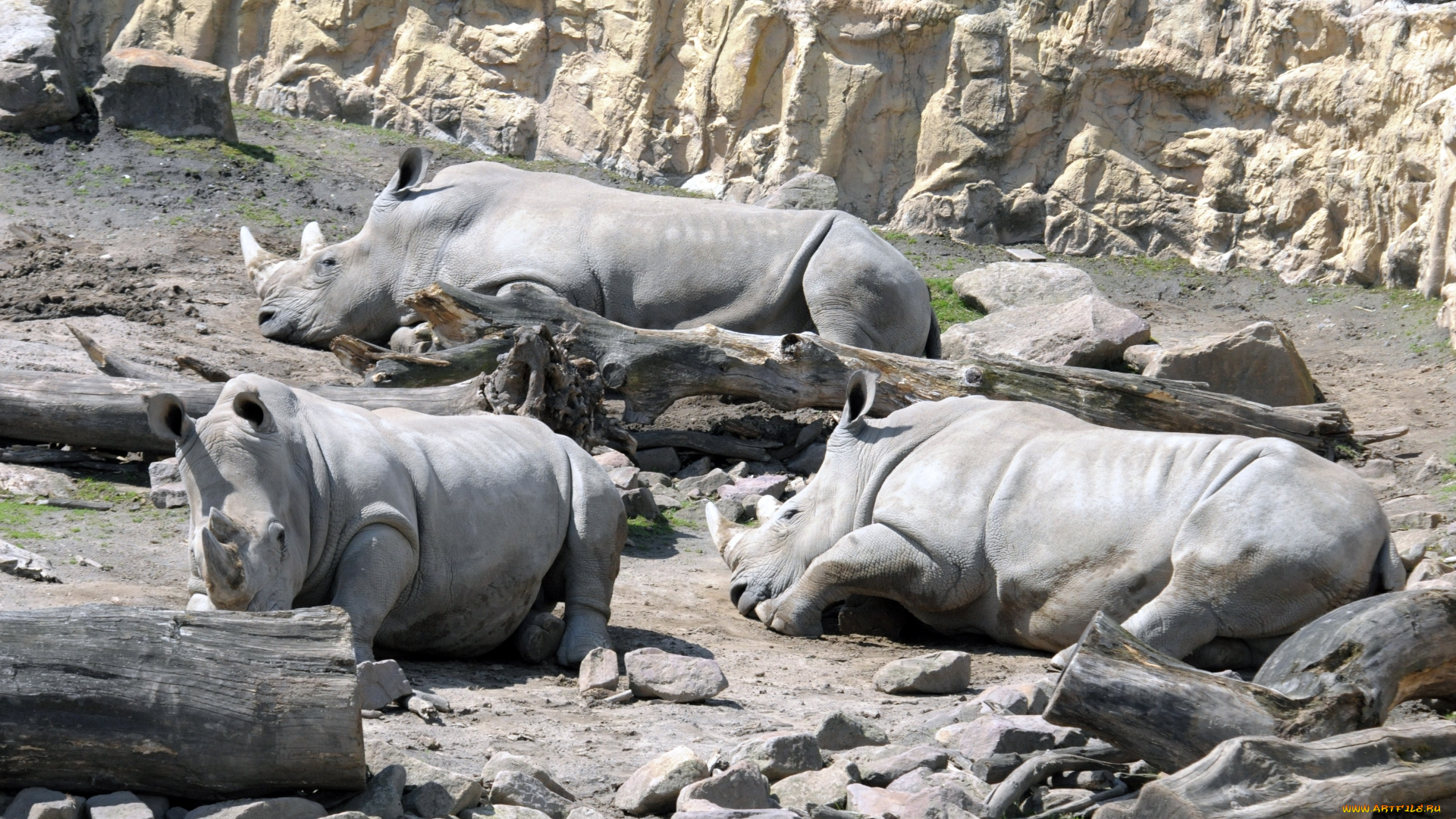животные, носороги